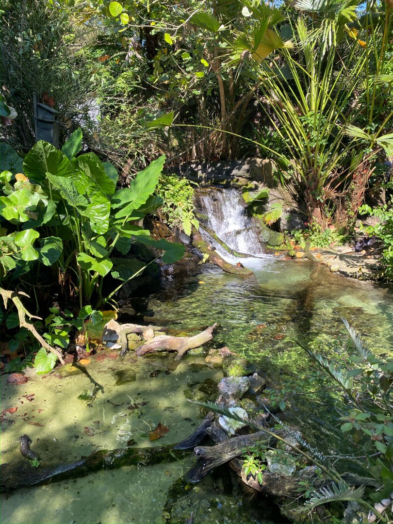 View of Gorilla Falls Aviary