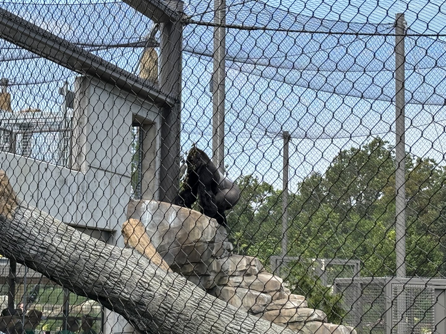 View of Gorilla near hanging tunnel