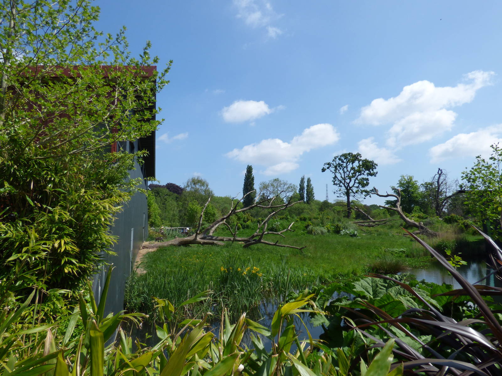View of Gorilla Rainforest