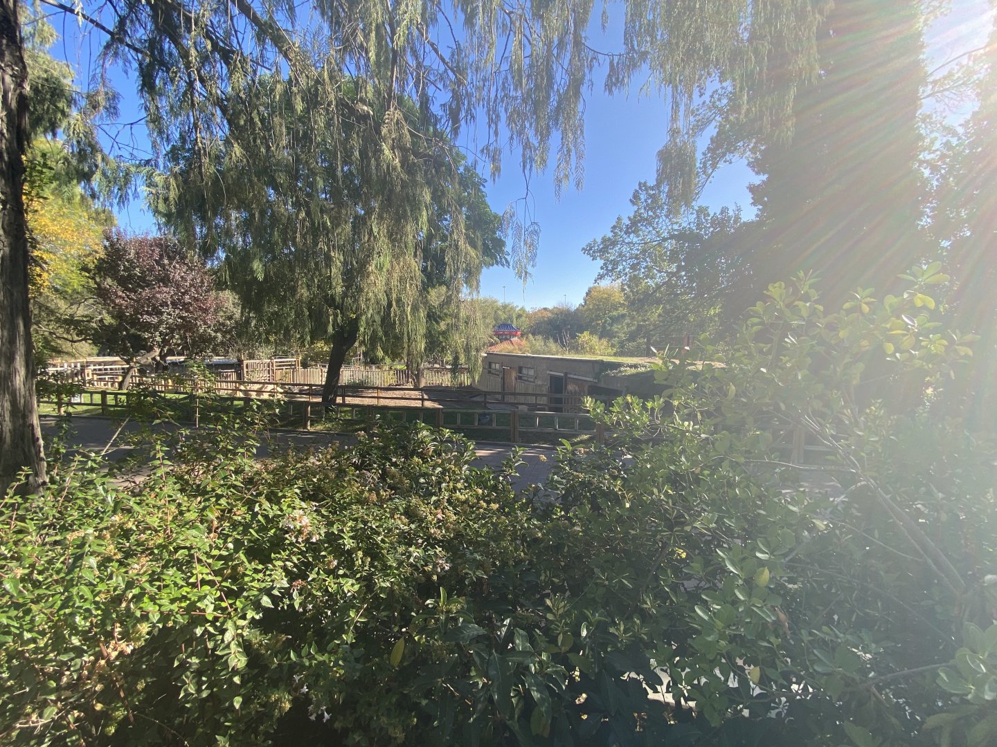 View of greater one-horned rhino enclosure
