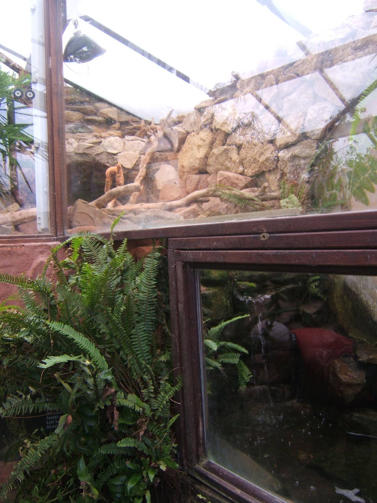 View of Green Iguana and Red-eared Terrapins exhibit