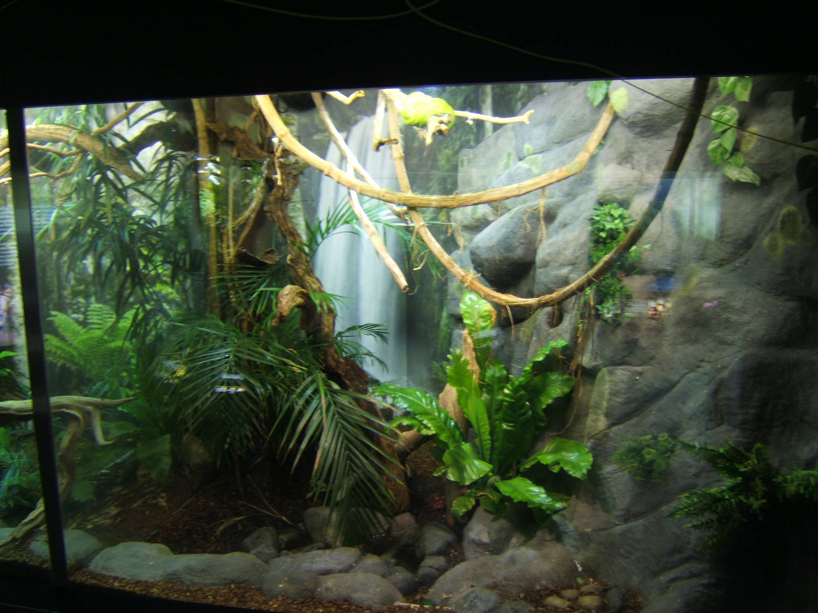 View of Green Tree Python exhibit