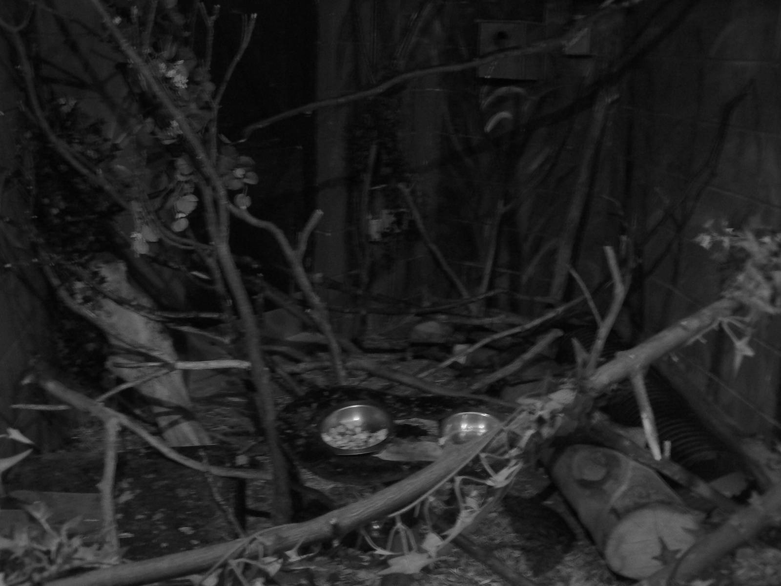 View of Grey Mouse Lemur and Malagasy Jumping Rat Enclosure - 1 October 201