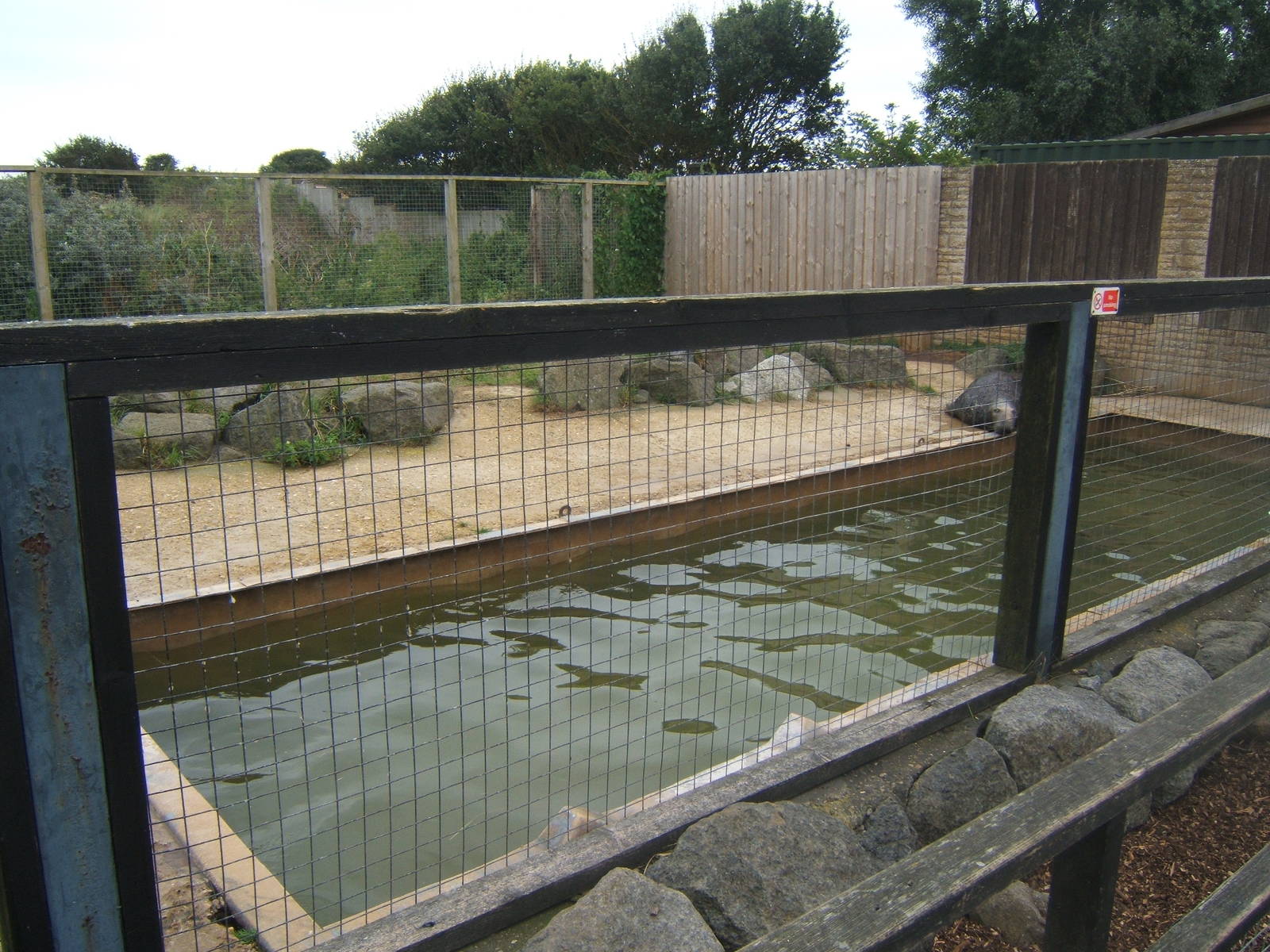 View of Grey Seal bull enclosure