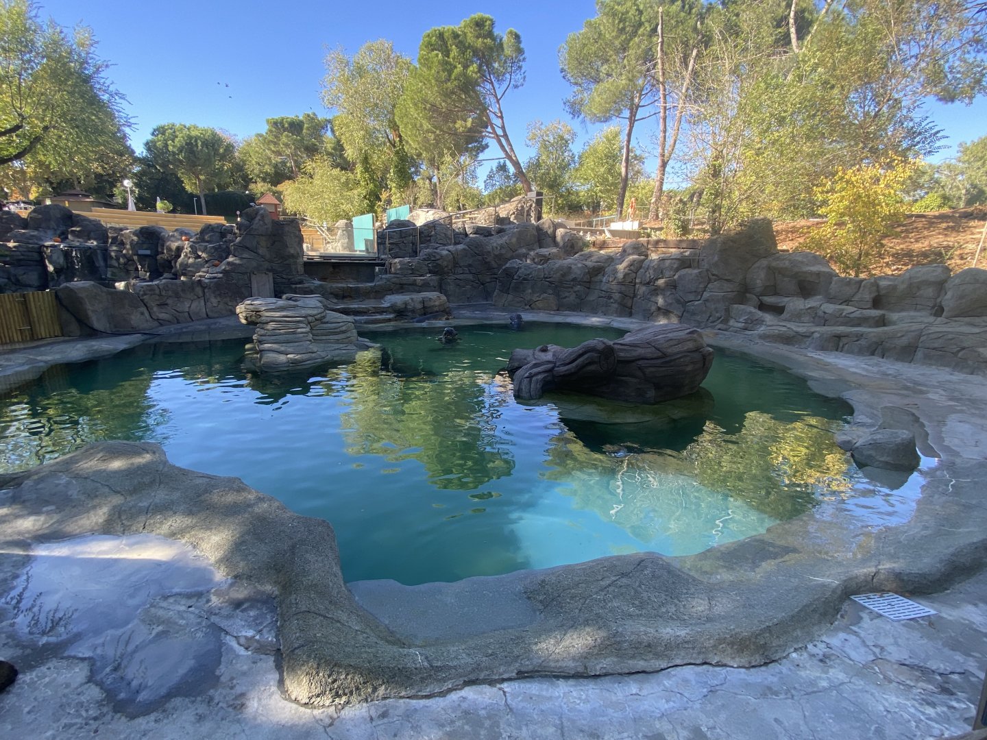 View of grey seal enclosure