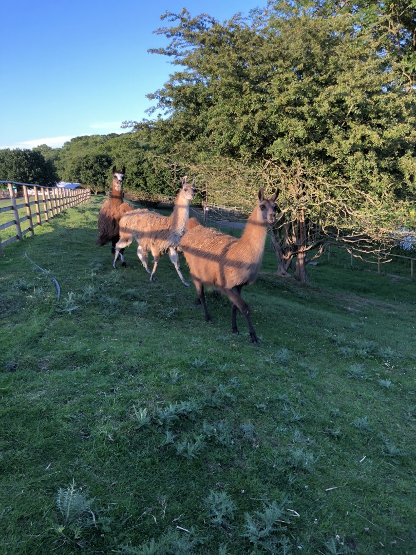 View of guanaco enclosure