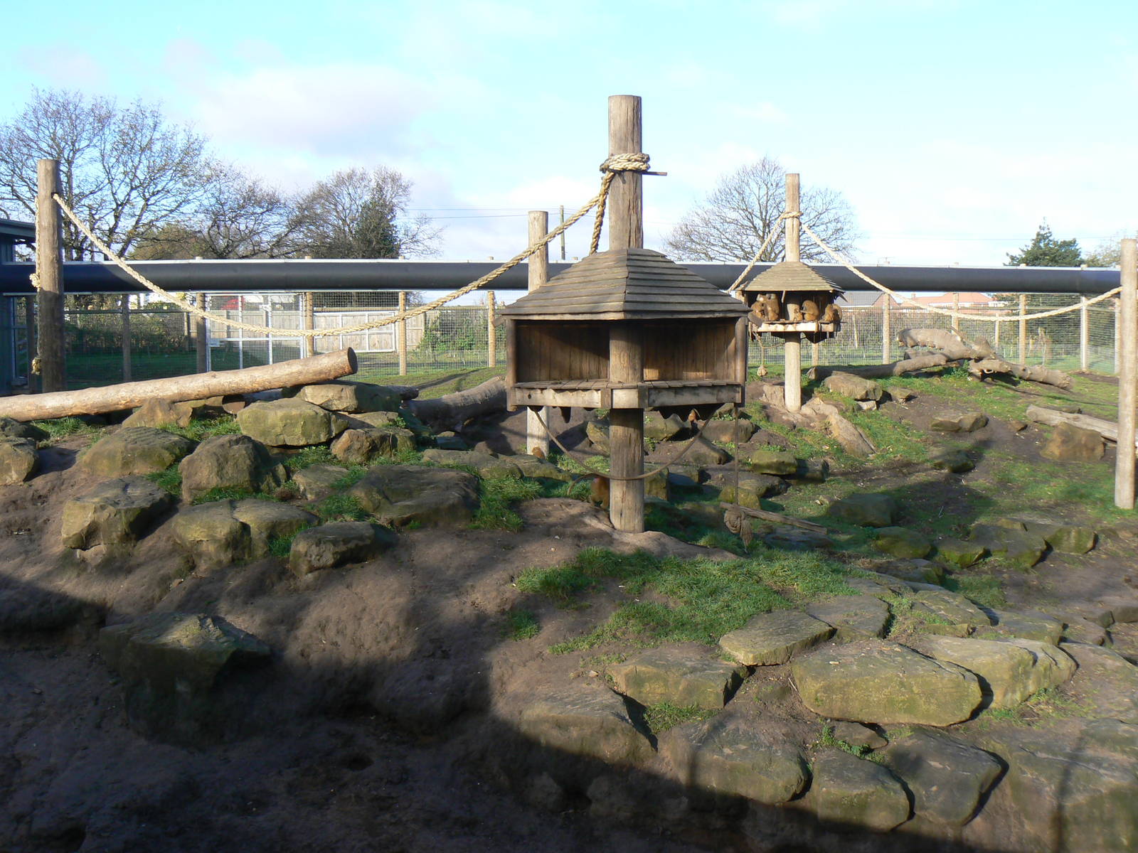 View of Guinea Baboon Enclosure - 22 November 2015