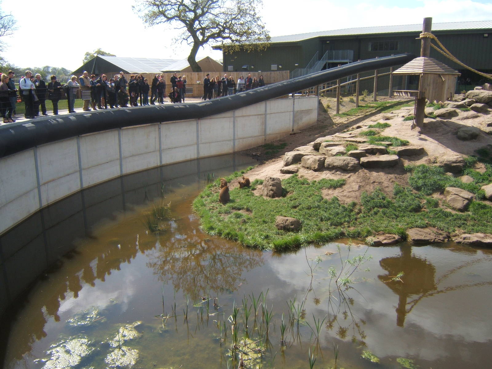 View of Guinea Baboon enclosure