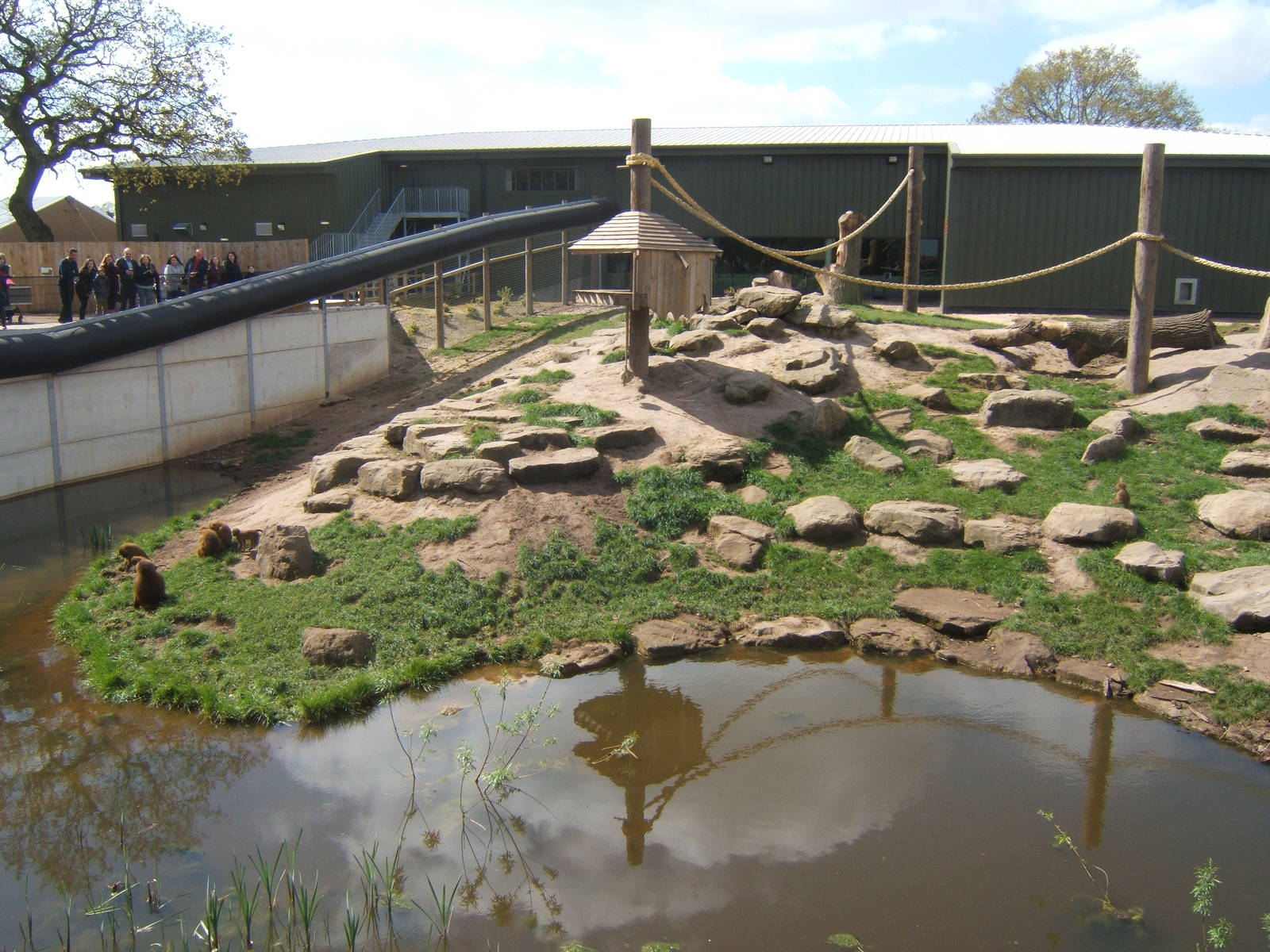 View of Guinea Baboon enclosure