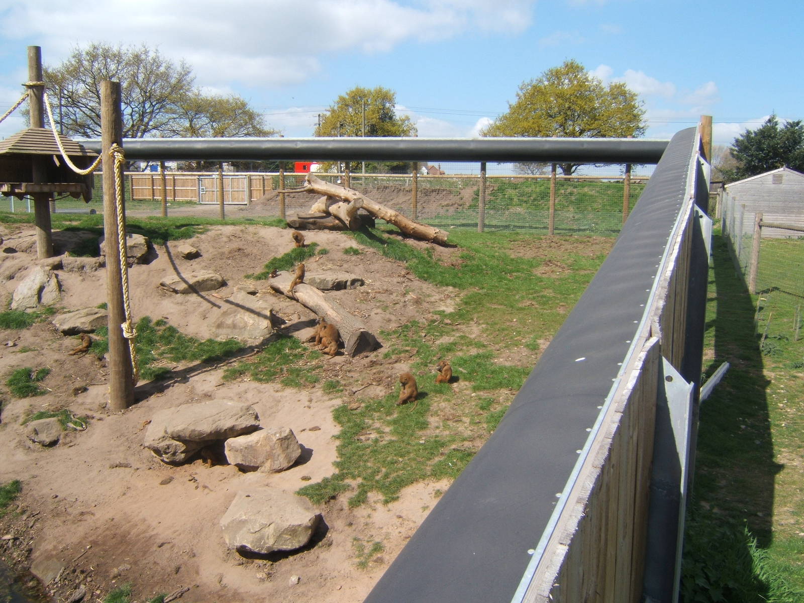 View of Guinea Baboon enclosure