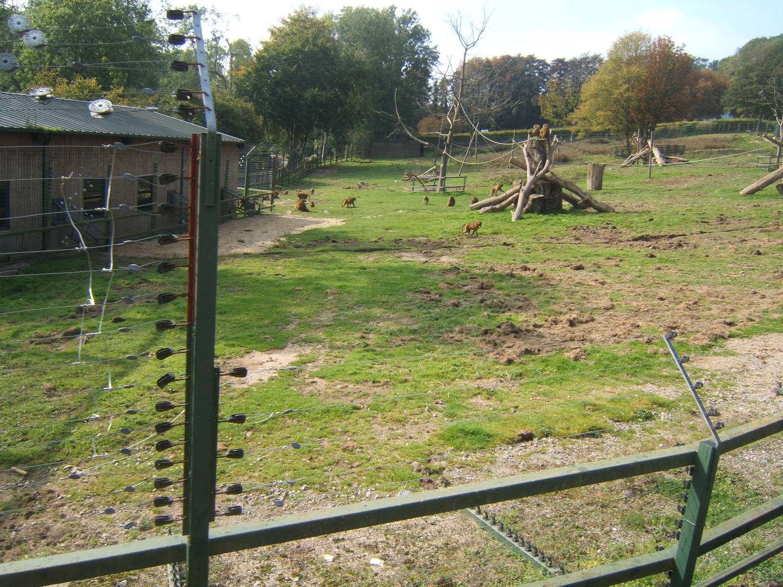 View of Guinea Baboon enclosure