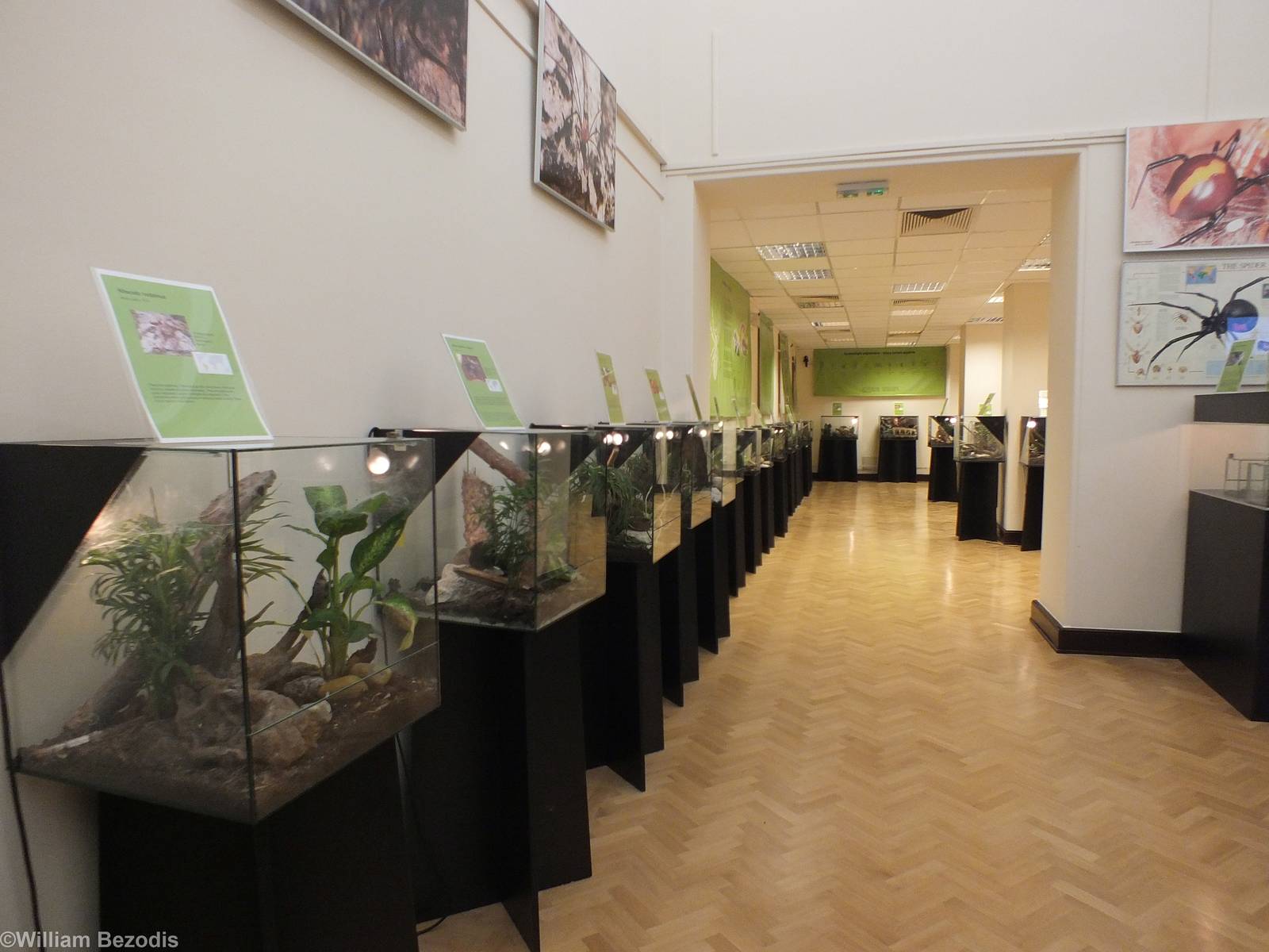 View of Half of the Exhibit - 'The Fascinating World of Spiders and Scorpio