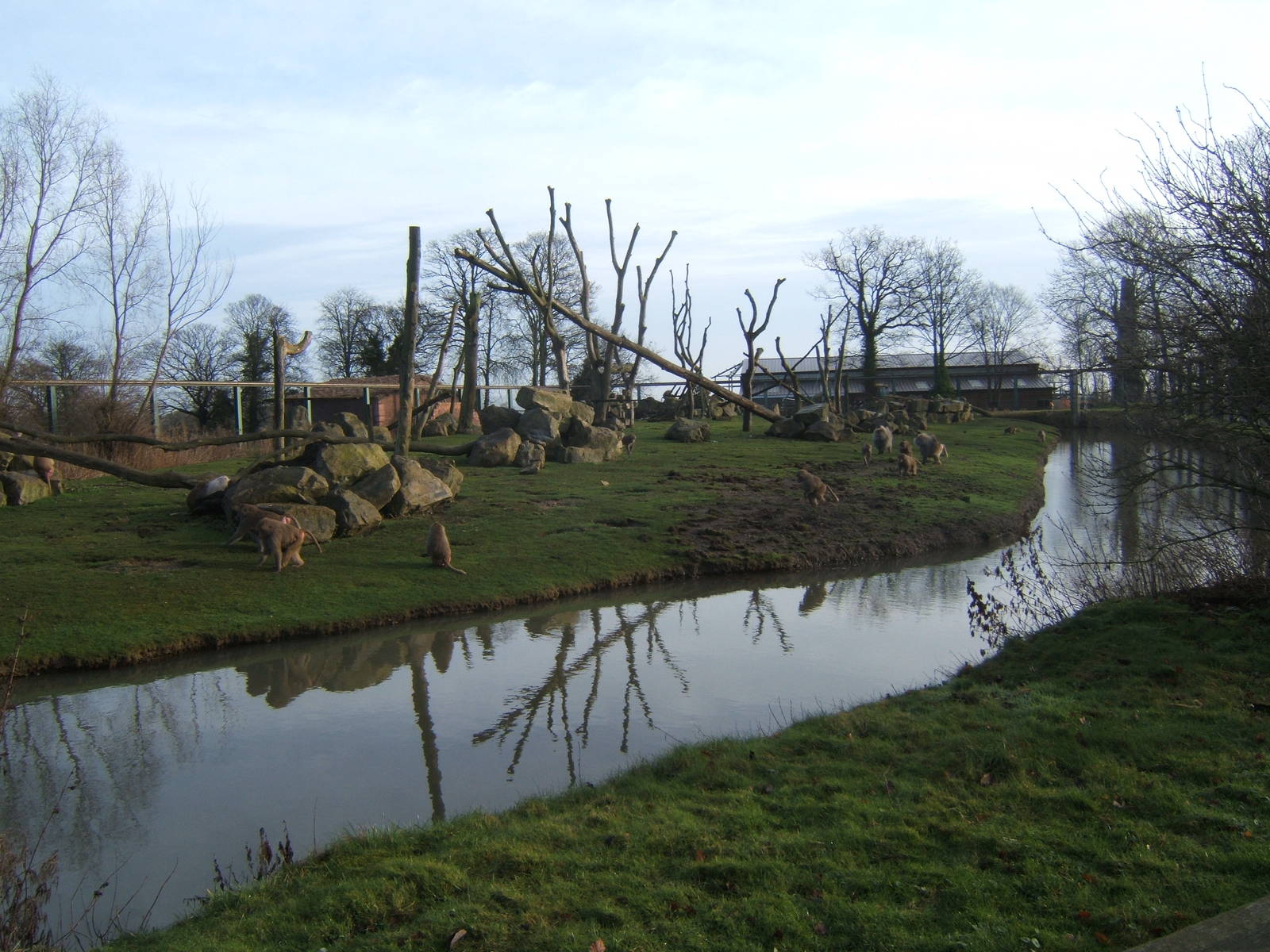 View of Hamadryas Baboon enclosure
