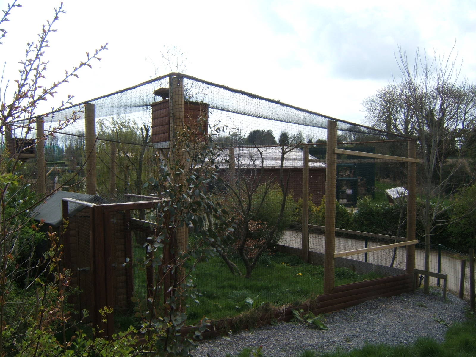 View of Harris Hawk aviary