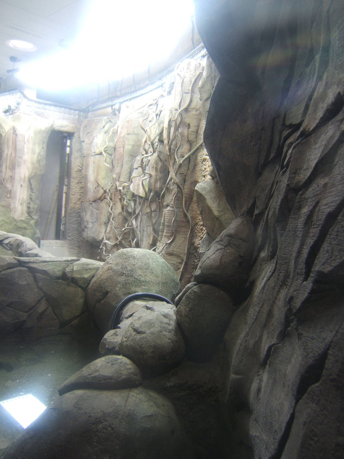 View of herp exhibits inside Monsoon Forest