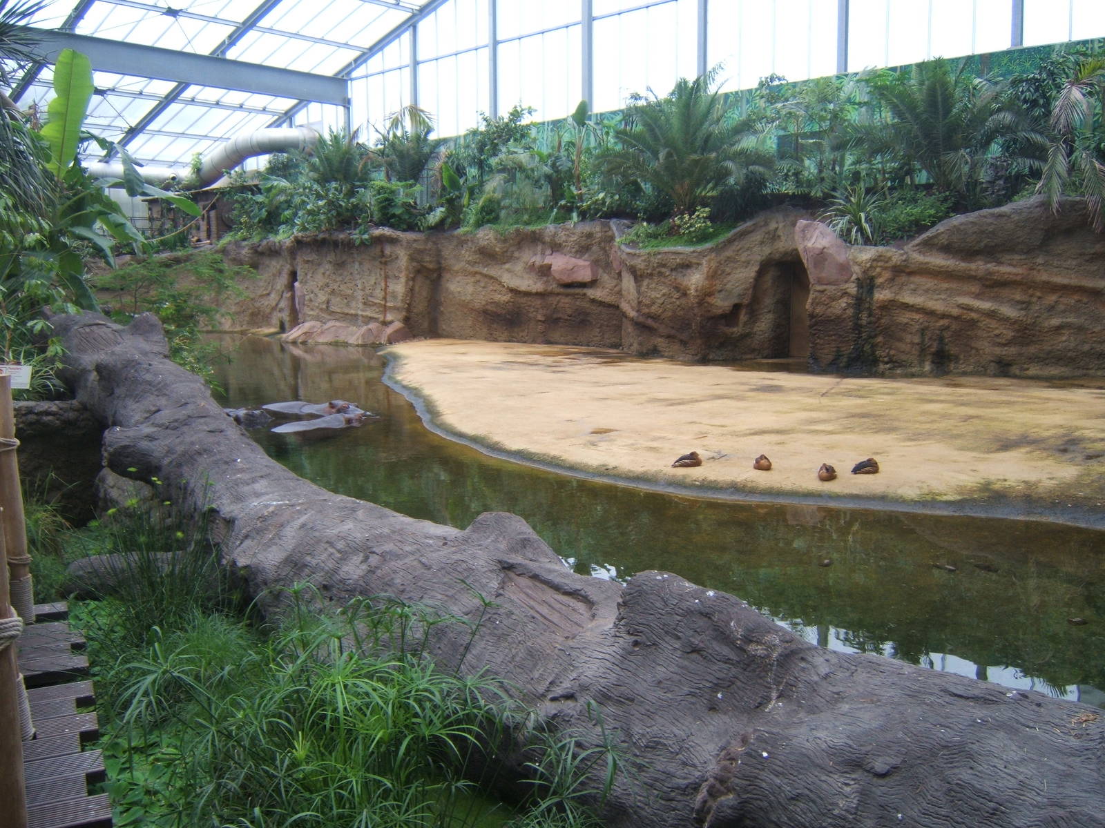 View of Hippo enclosure
