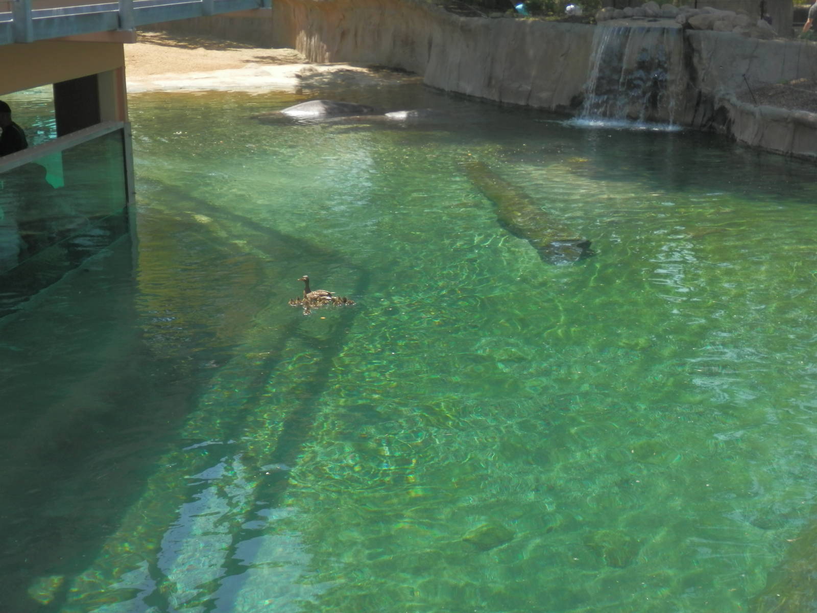 View of hippo pool from porthole on deck