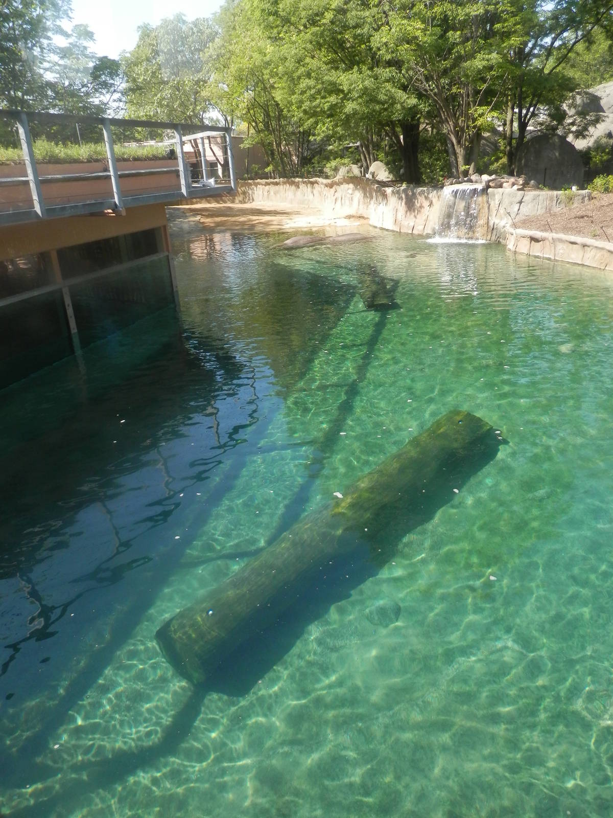 View of hippoquarium from Tembo Trail deck.