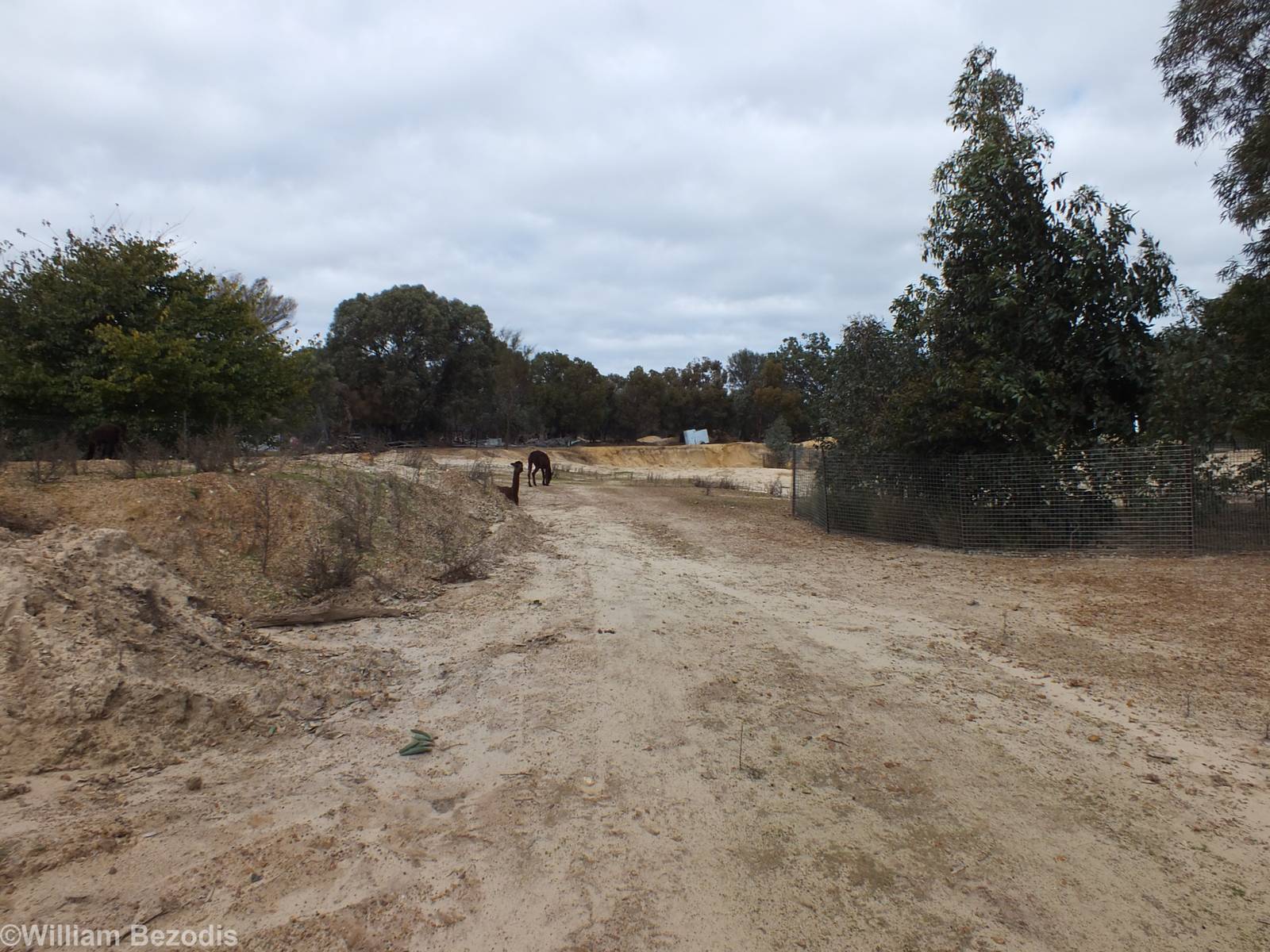 View of Huge Area of Unused Alpaca-filled Wasteland - Cohunu Koala Park