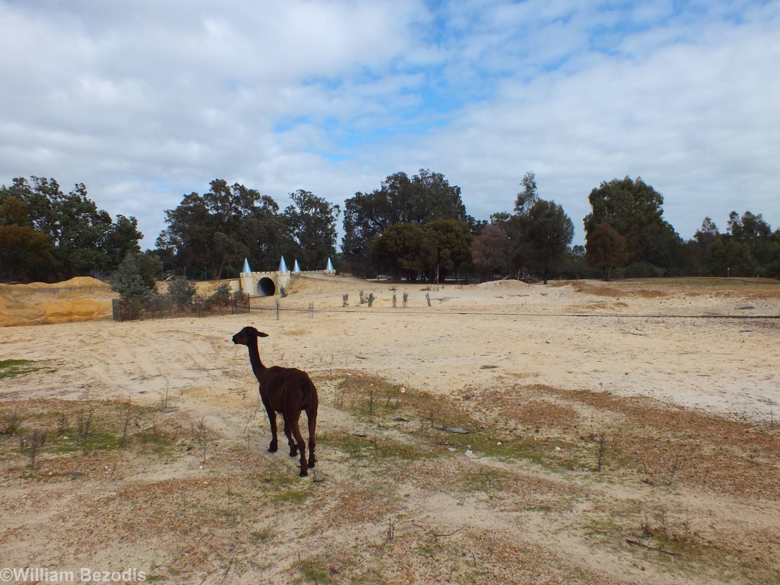 View of Huge Area of Unused Alpaca-filled Wasteland - Cohunu Koala Park