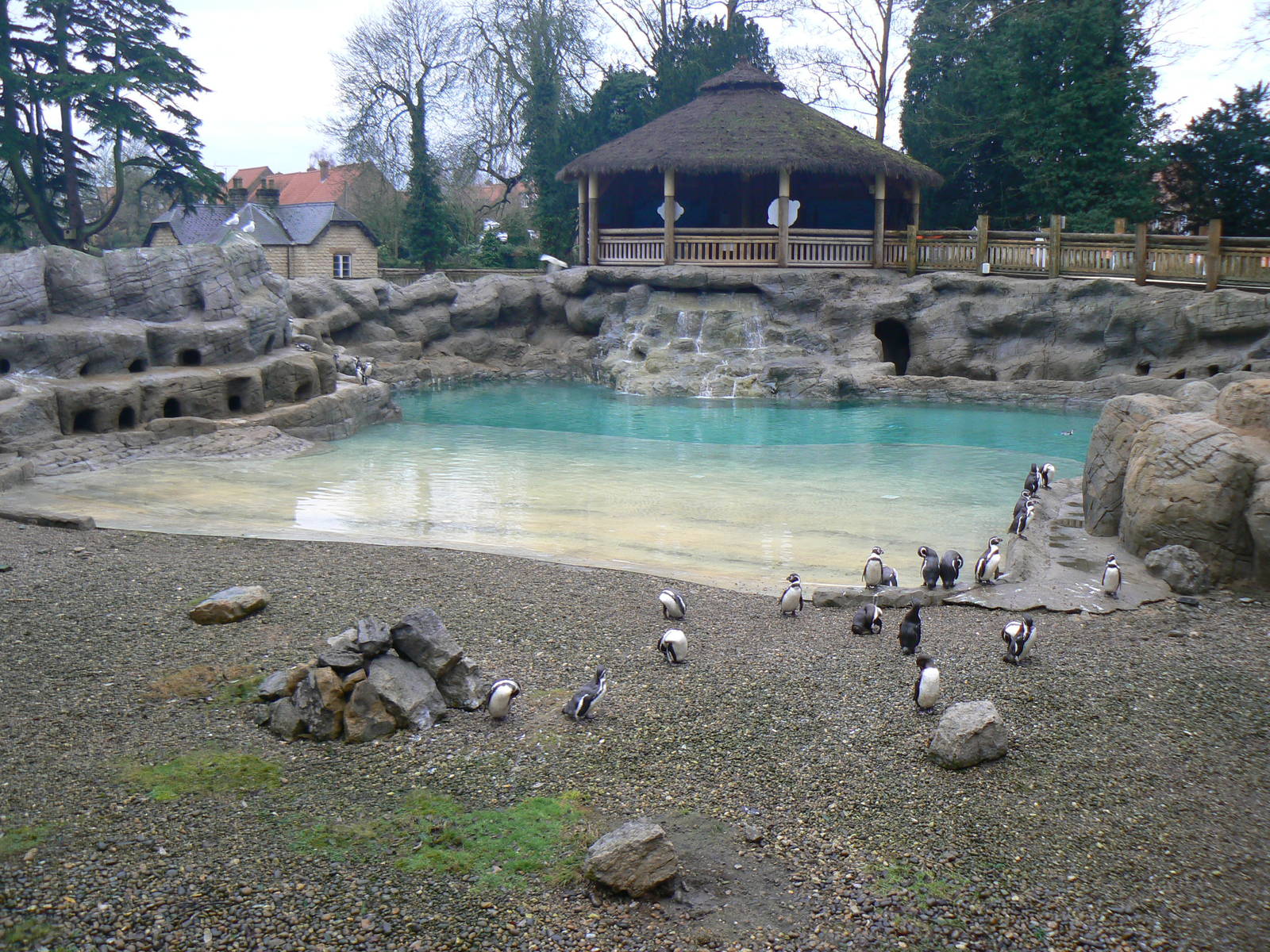 View of Humboldt Penguin Enclosure - 24 January 2016