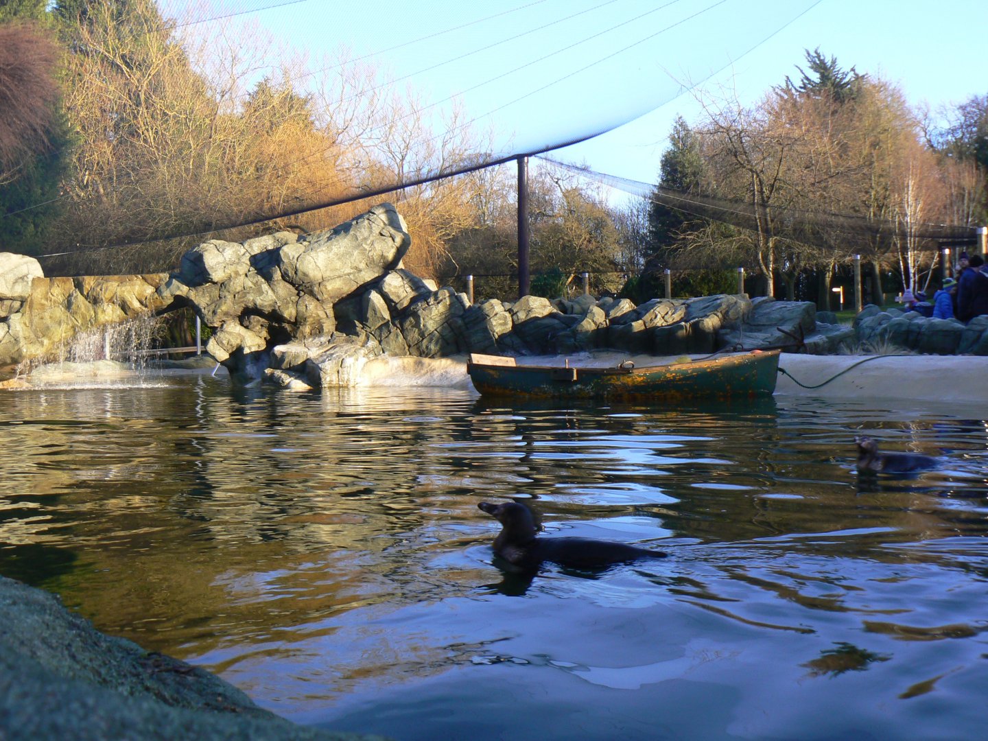 View of Humboldt Penguin Enclosure - 7 January 2018