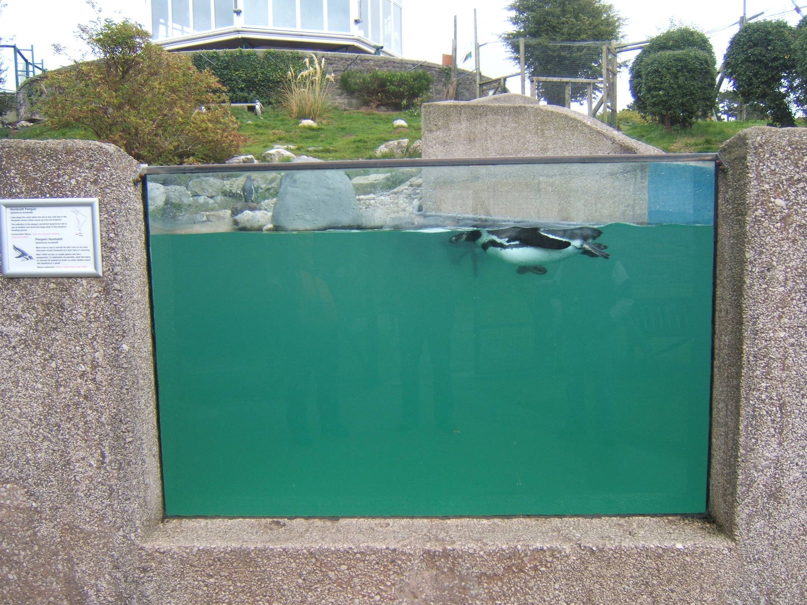 View of Humboldt`s Penguin enclosure