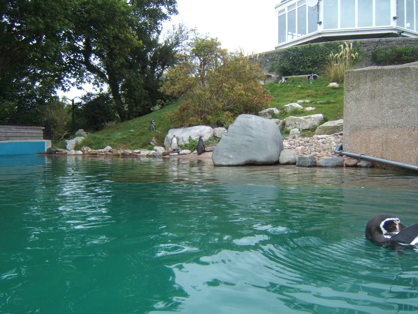 View of Humboldt`s Penguin enclosure