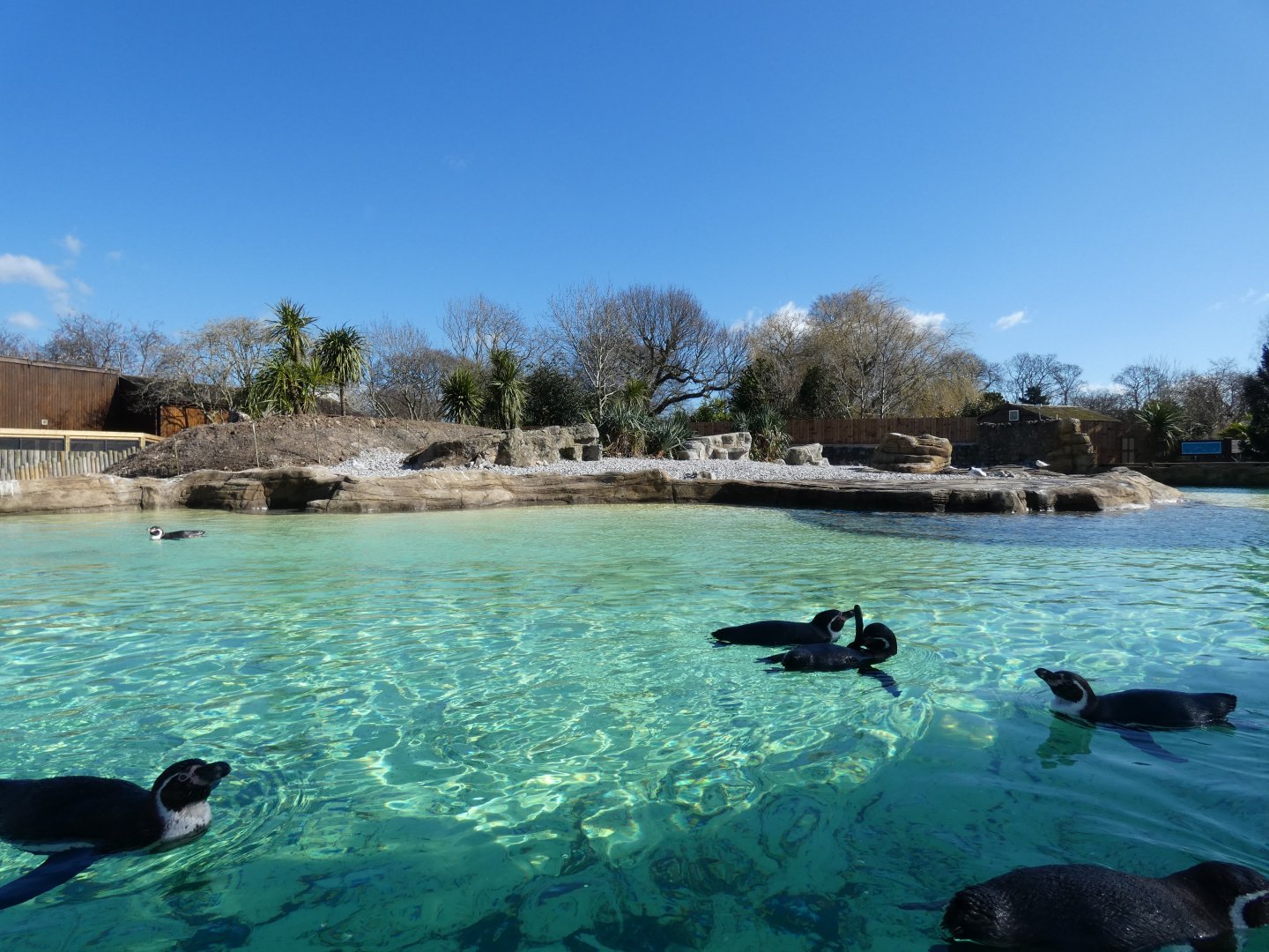 View of Humboldt's Penguin exhibit