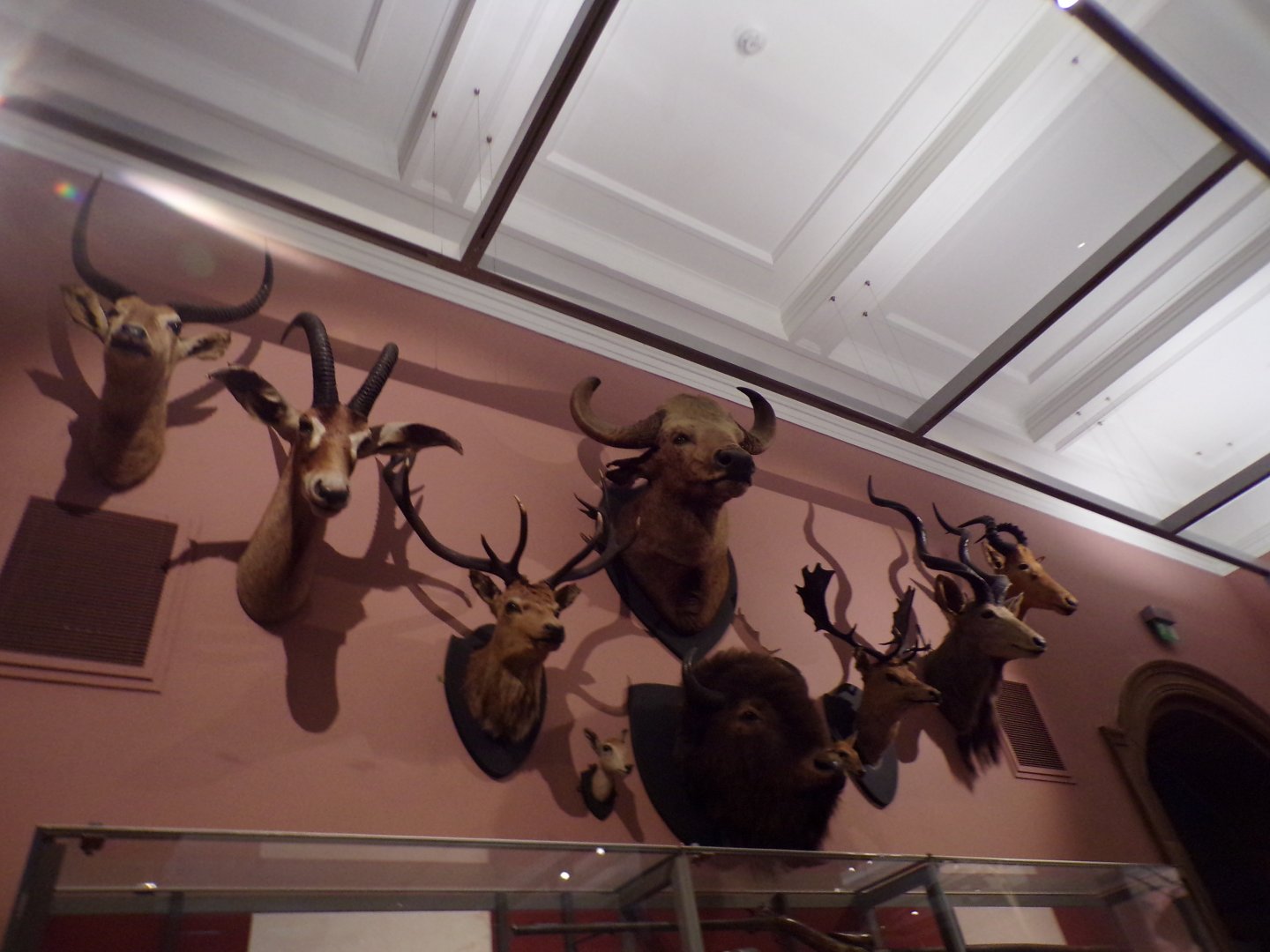 View of hunted hoofstock heads (taken at Kelvingrove museum) 12.2.24