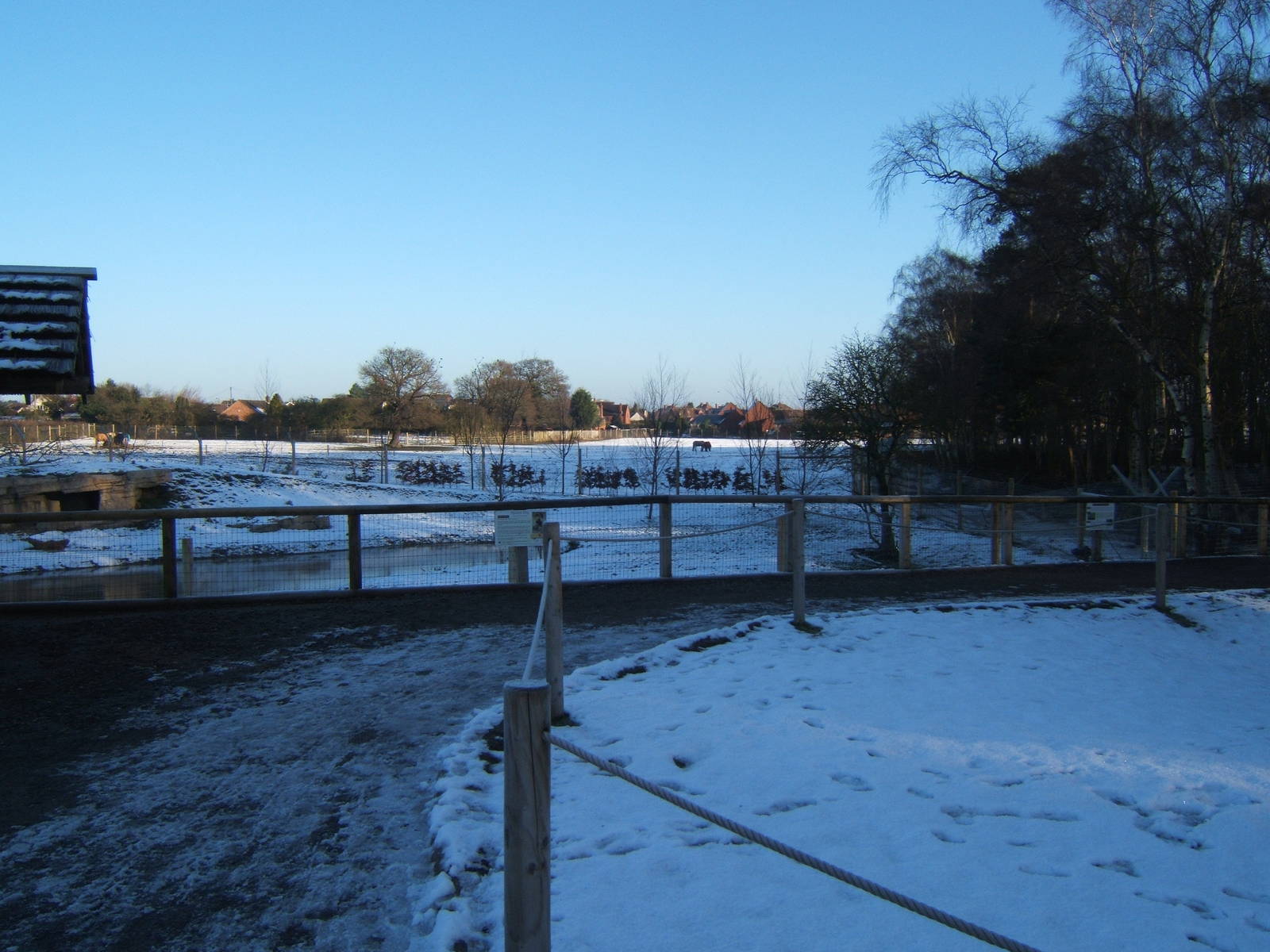 View of Hunting Dog enclosure