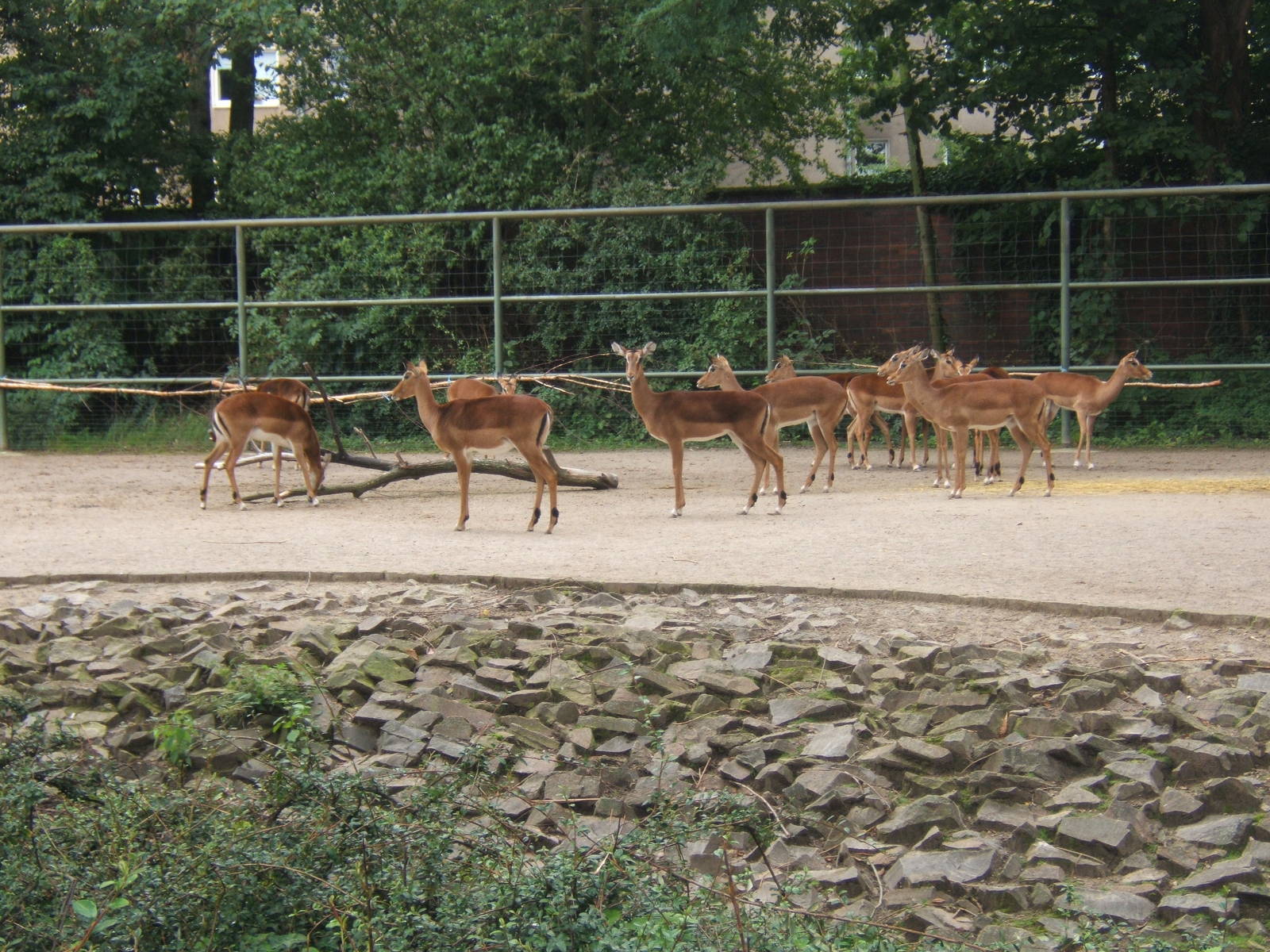 View of Impala herd in Giraffe paddock