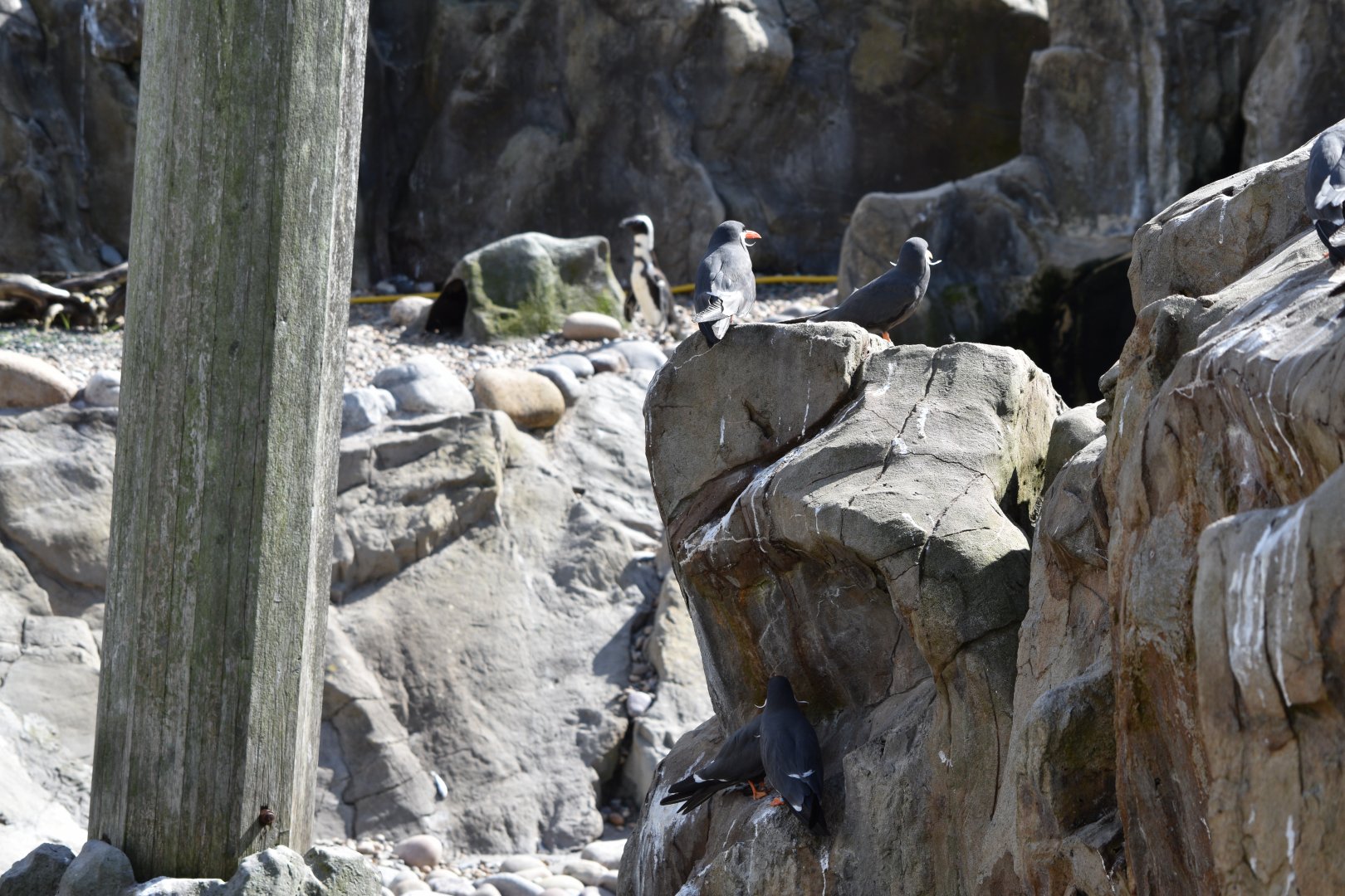 View of Inca tern and African penguin enclosure