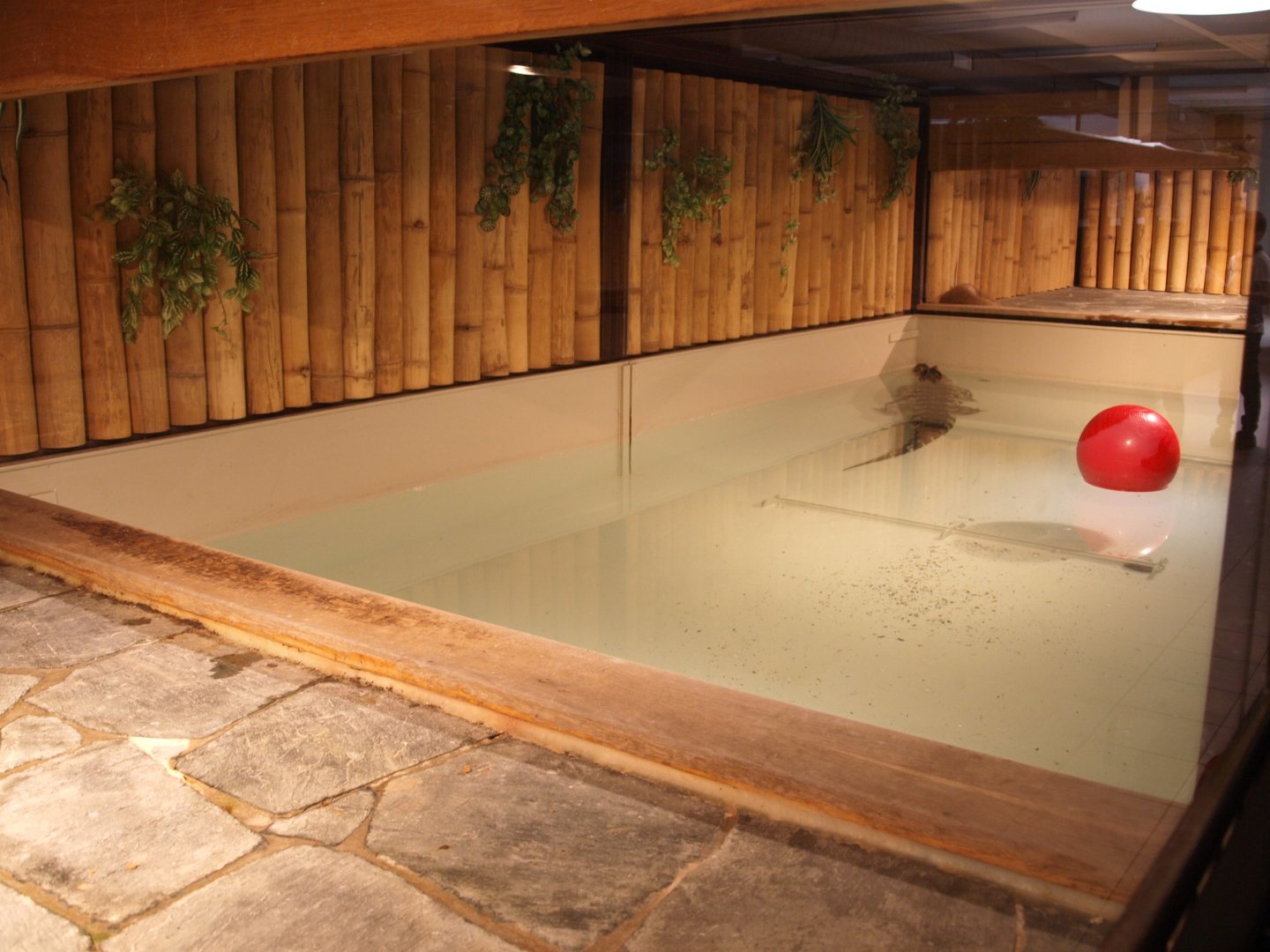 View of individual species enclosure