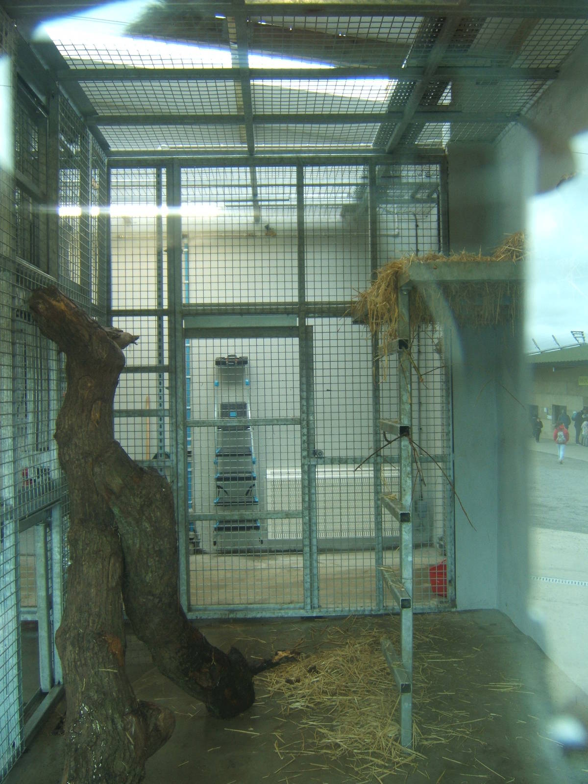 View of indoor Bear dens