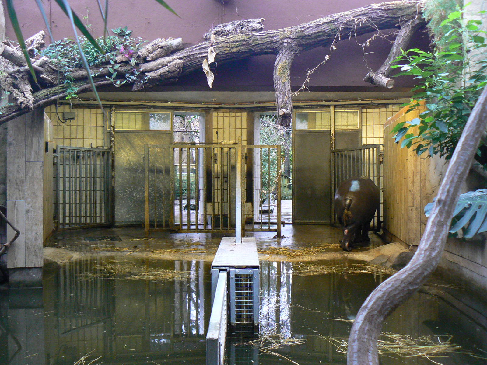 View of Indoor Housing for Pygmy Hippopotamus - 6 February 2016