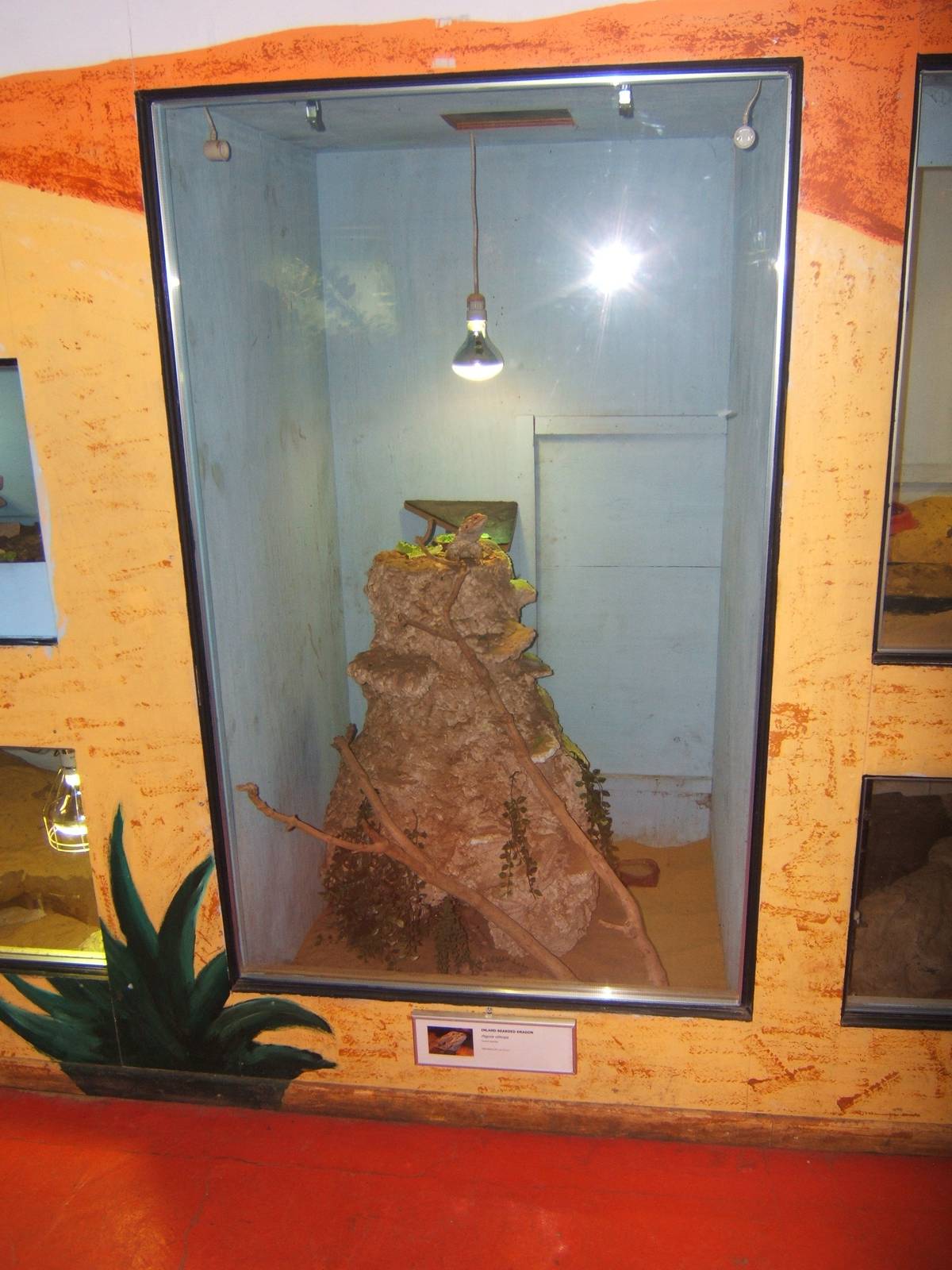 View of Inland Bearded Dragon enclosure