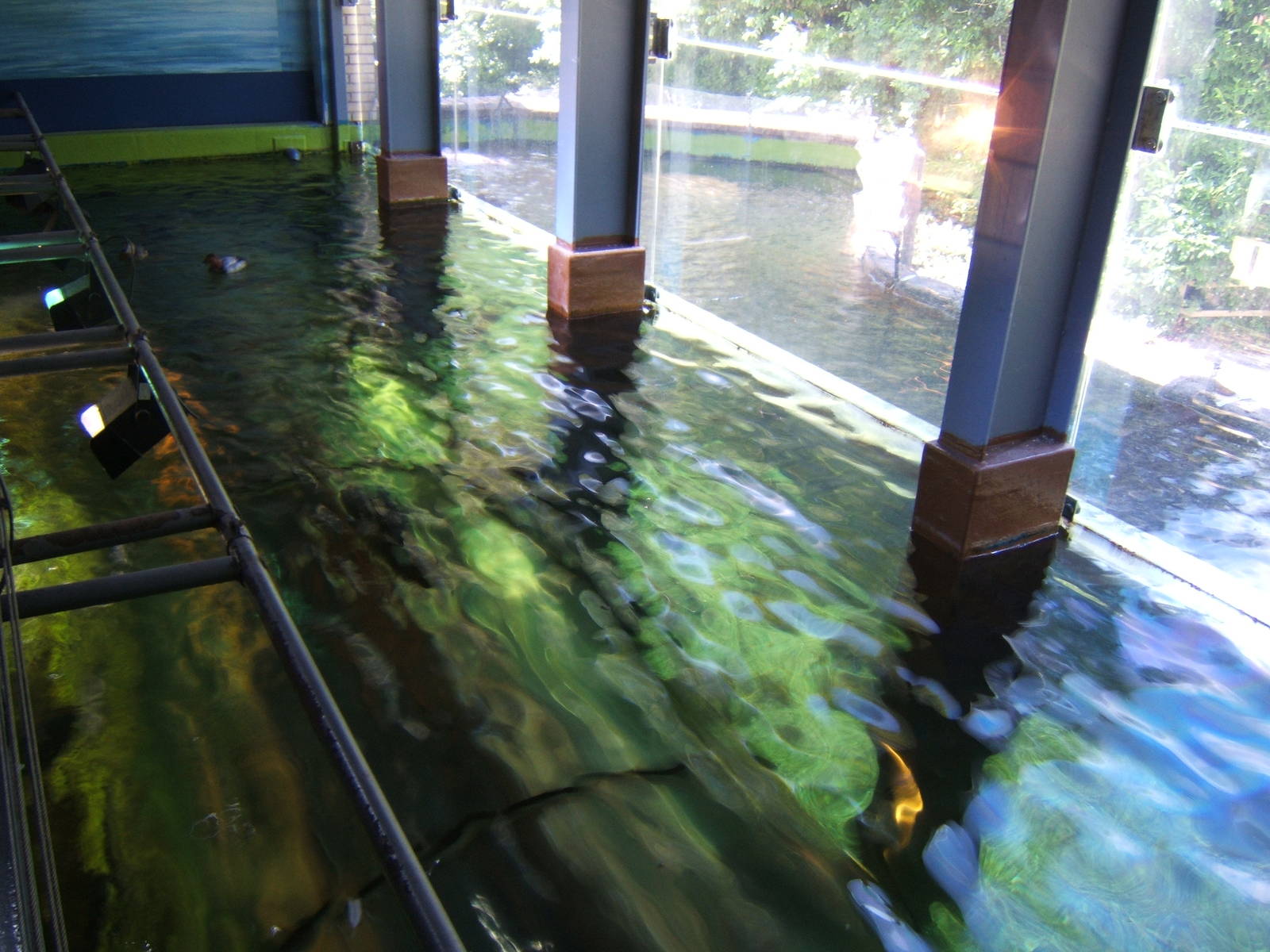 View of inside and outside of Diving Duck exhibit
