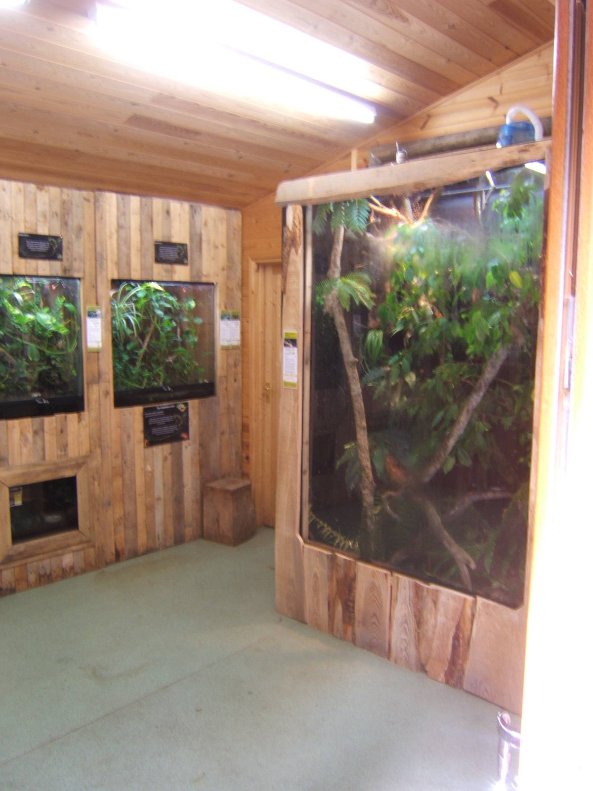 View of Invert room with new Viv for Blue-spotted Tree Monitor