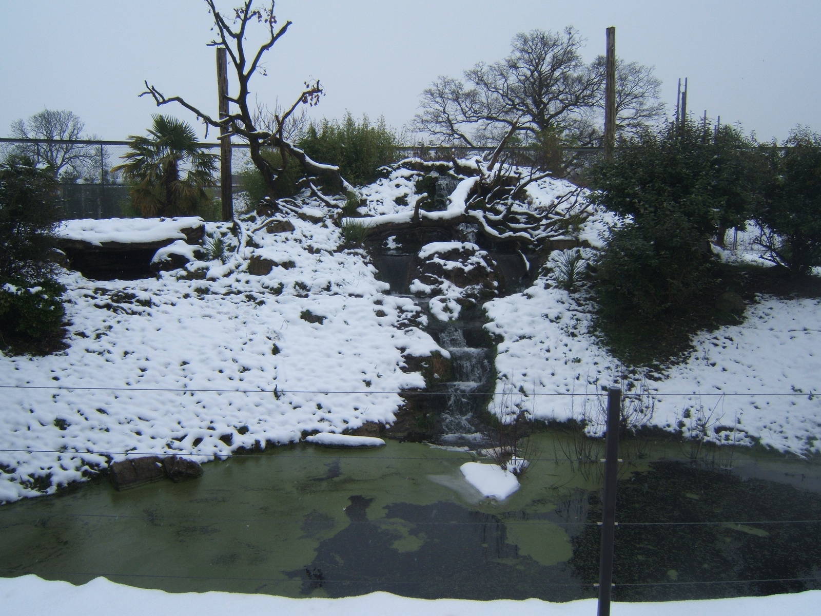 View of Jaguar enclosure in snow