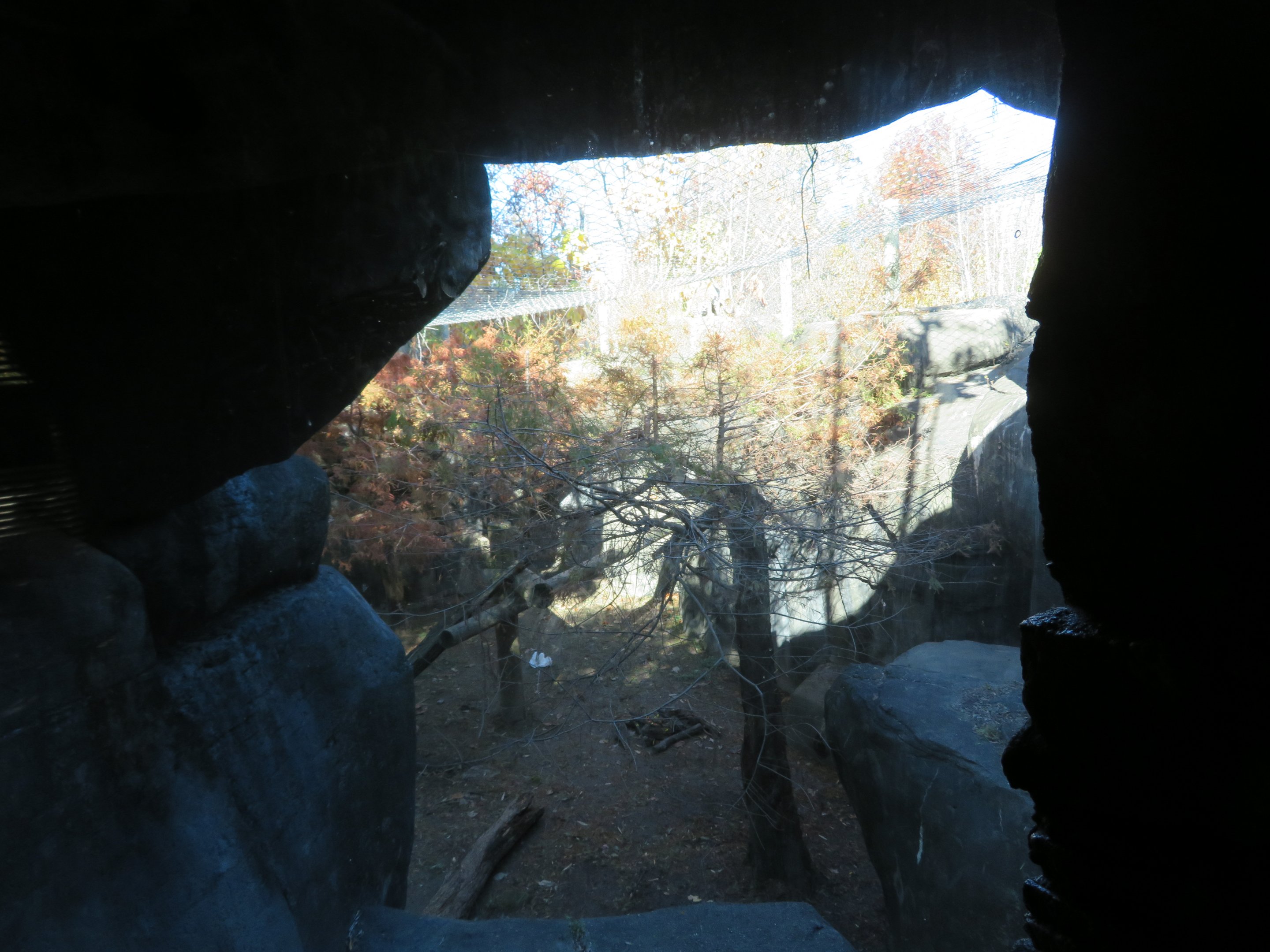 View of Jaguar Exhibit (from viewing cave)