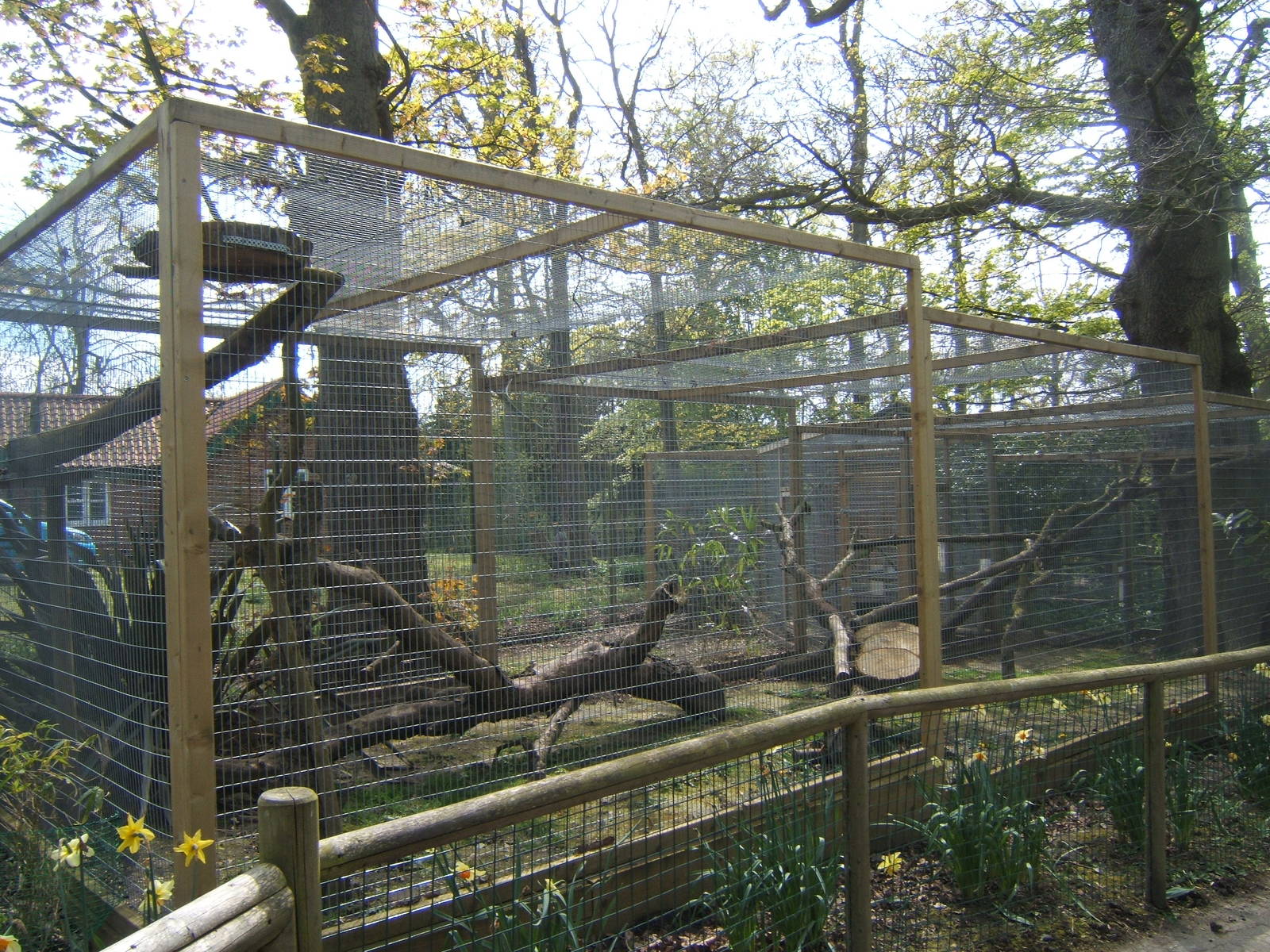 View of Jaguarundi enclosure