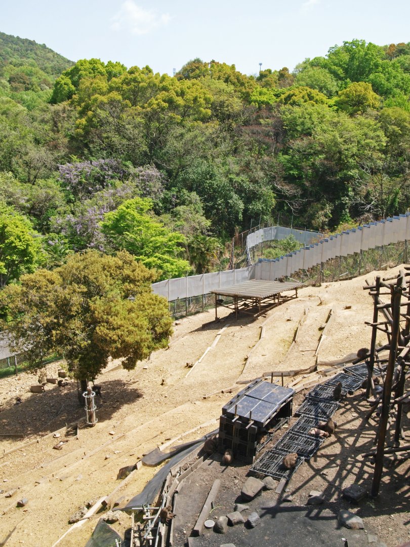 View of Japanese macaque enclosure