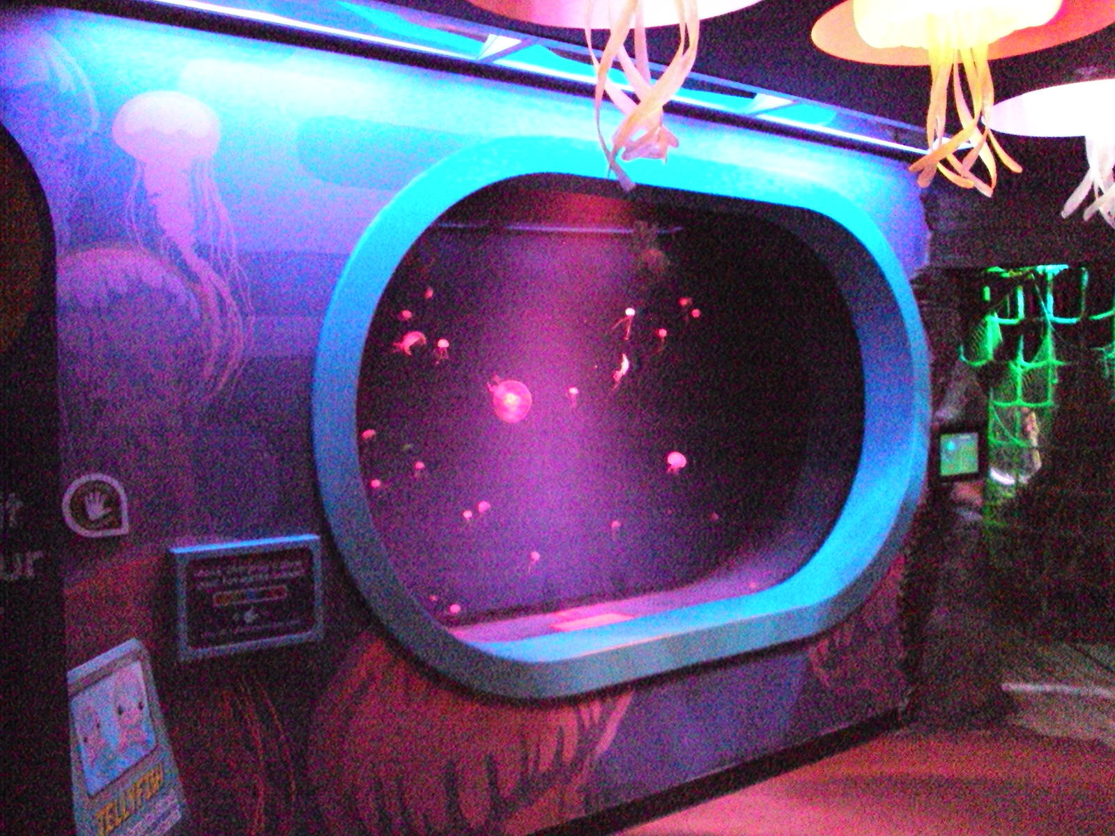 View of jellyfish Tank