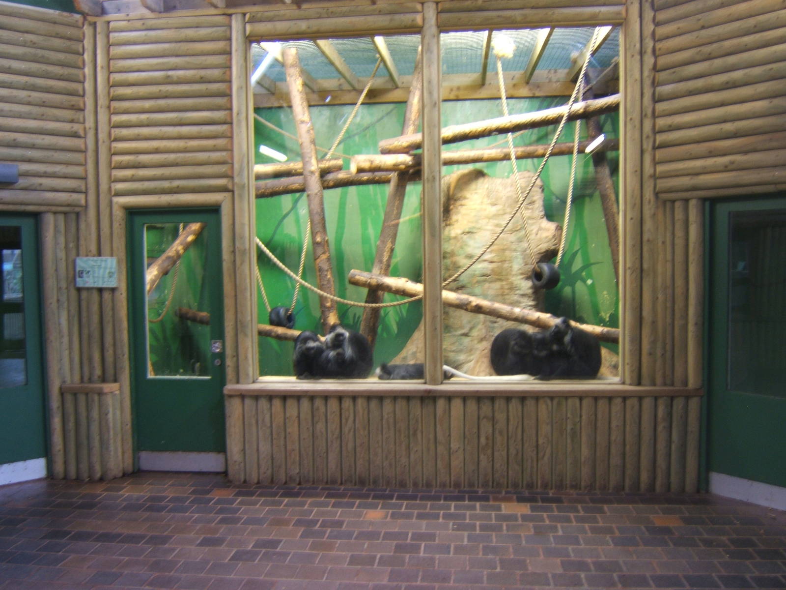 View of King Colobus group inside Primate House