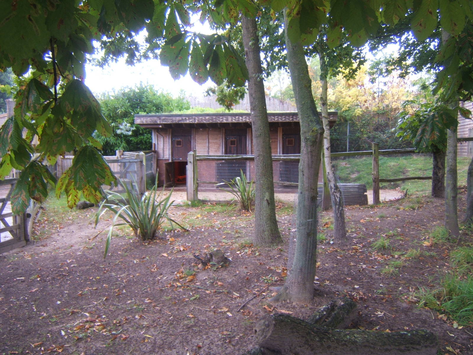 View of Kirk`s Dik-dik enclosure