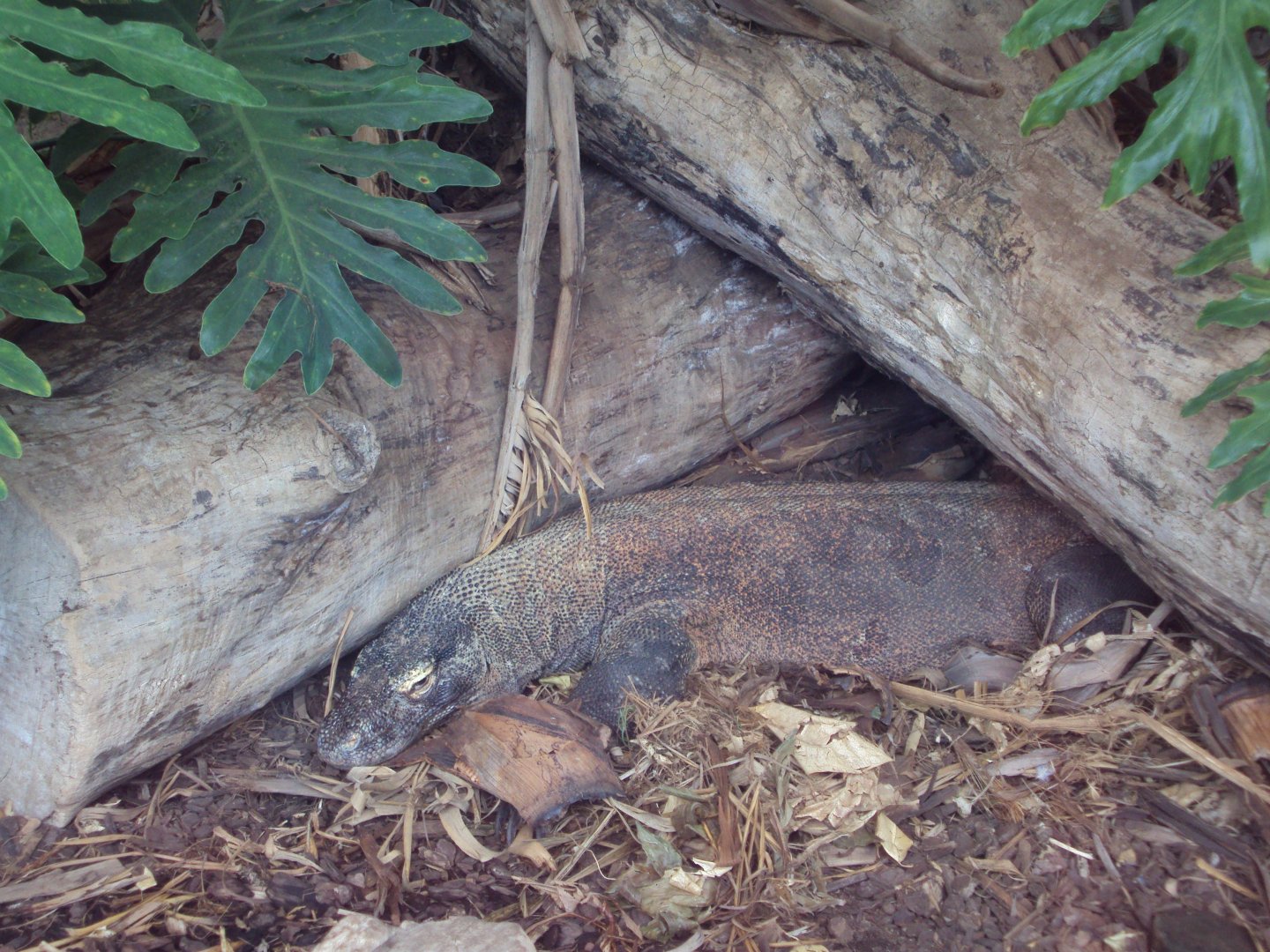 View of Komodo 31/10/2019