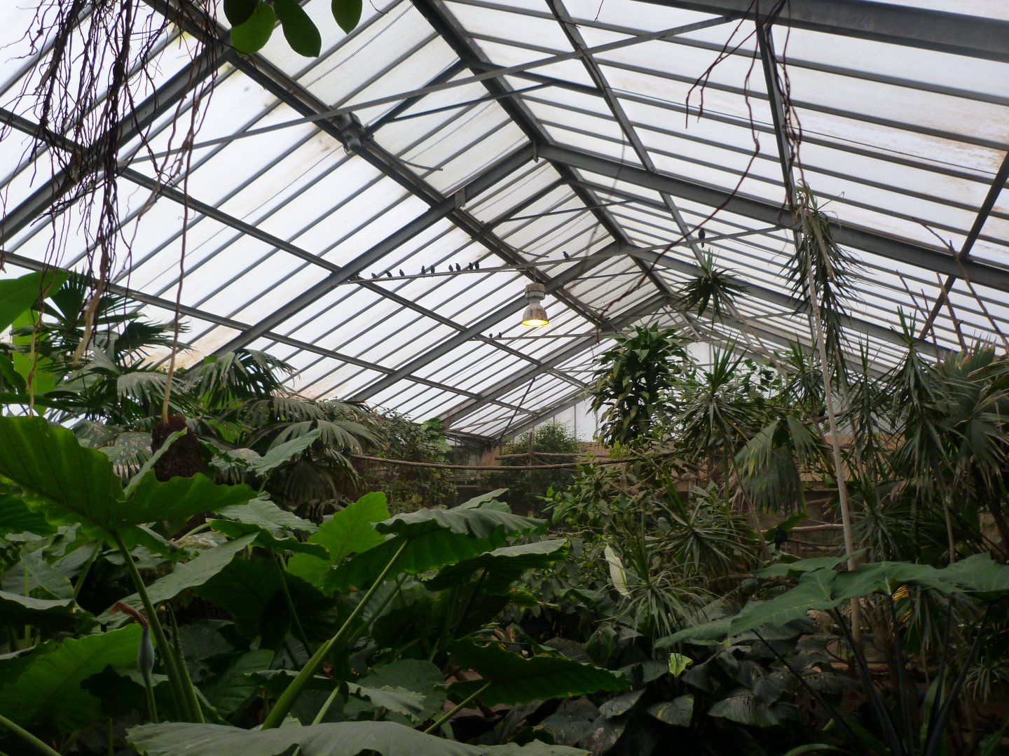 View of "La Serre Tropicale des Oiseaux" -ZooParc de Beauval (2025)