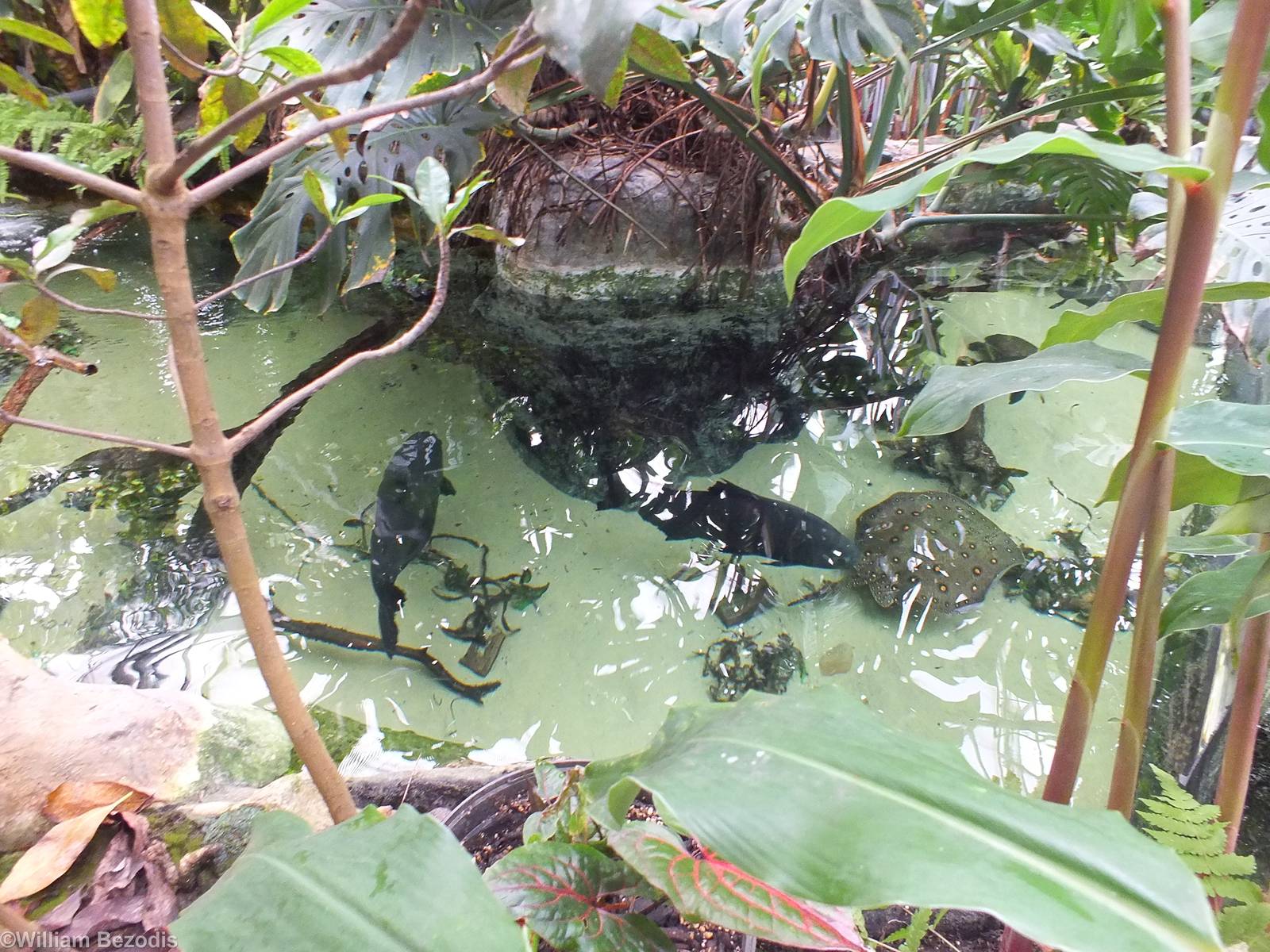 View of Large Fish 'Tank' from Above