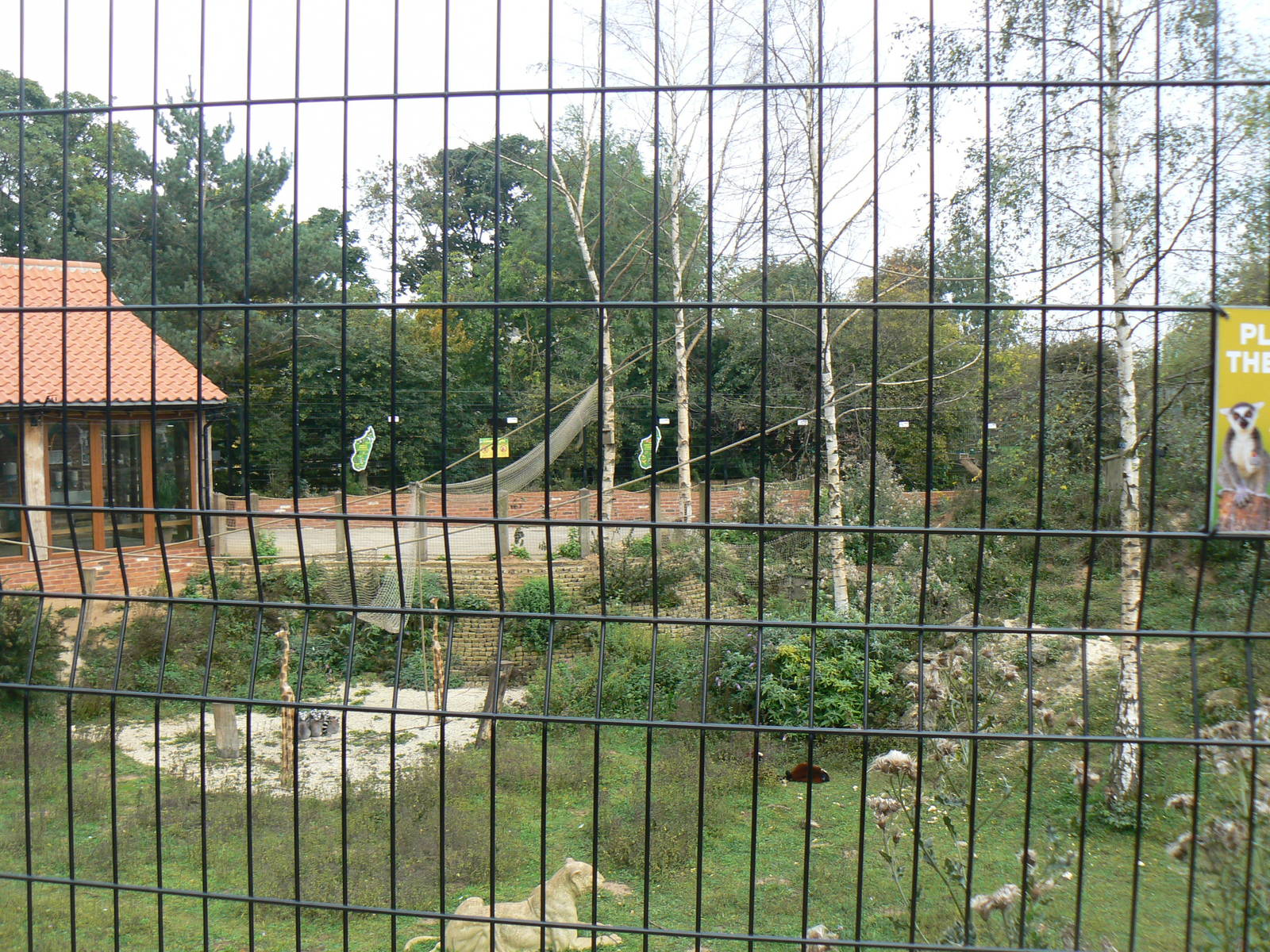 View Of Lemur Enclosure